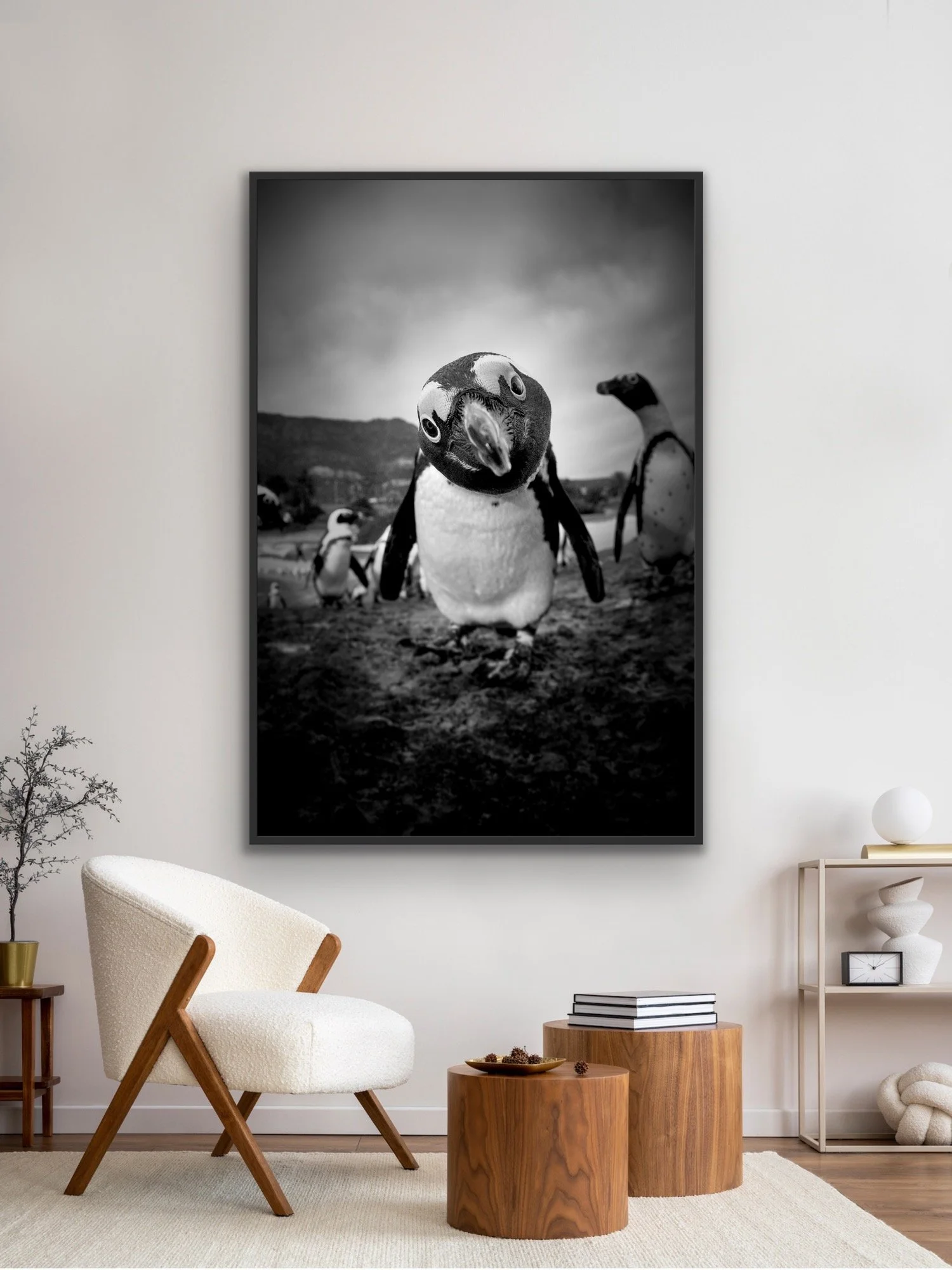 Bertie in a black float frame by © Dan Callister/Penguins & Sharks