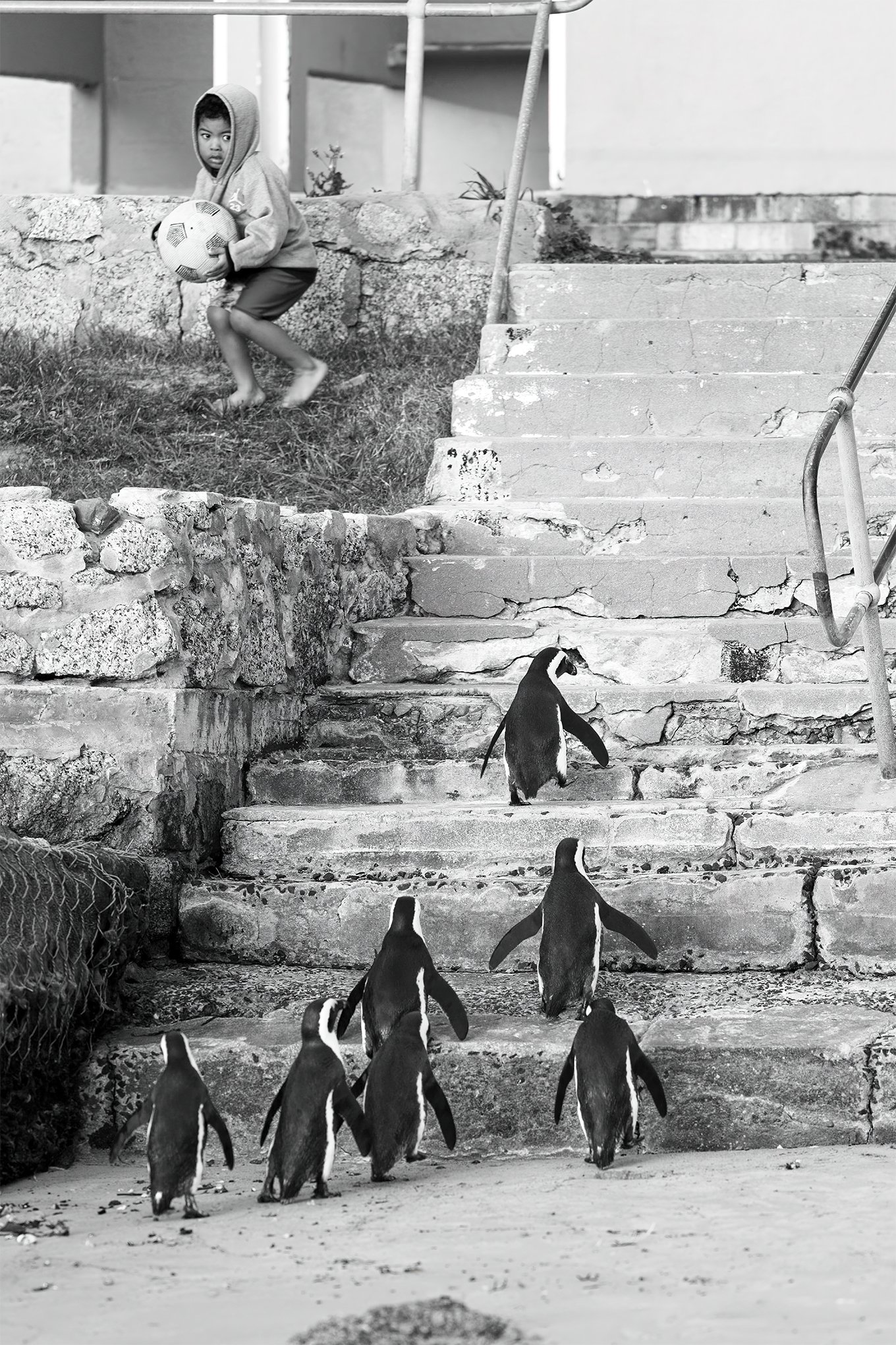 ‘When Penguins Go Bad!’