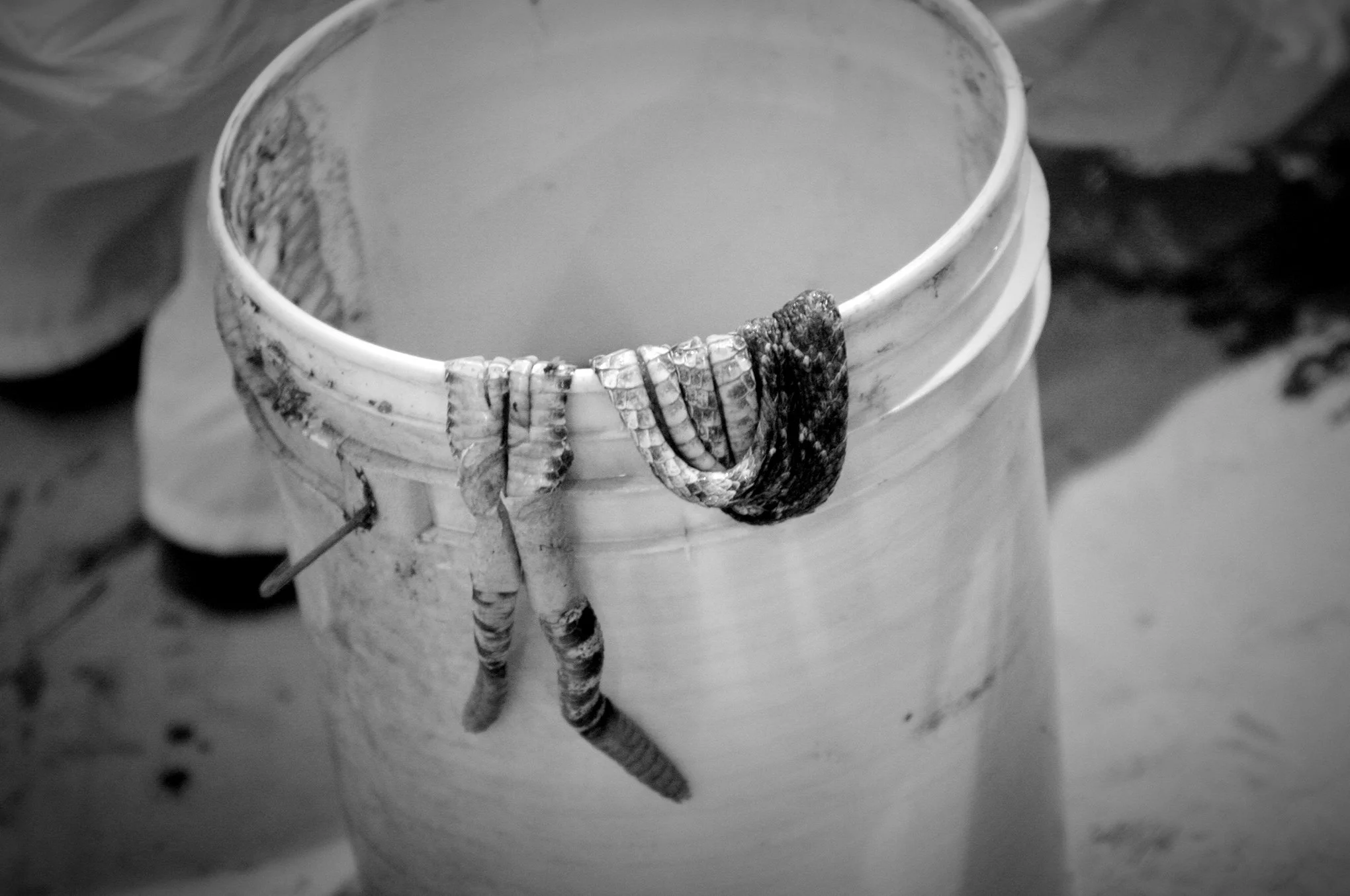 Rattlesnake Round-up © Dan Callister