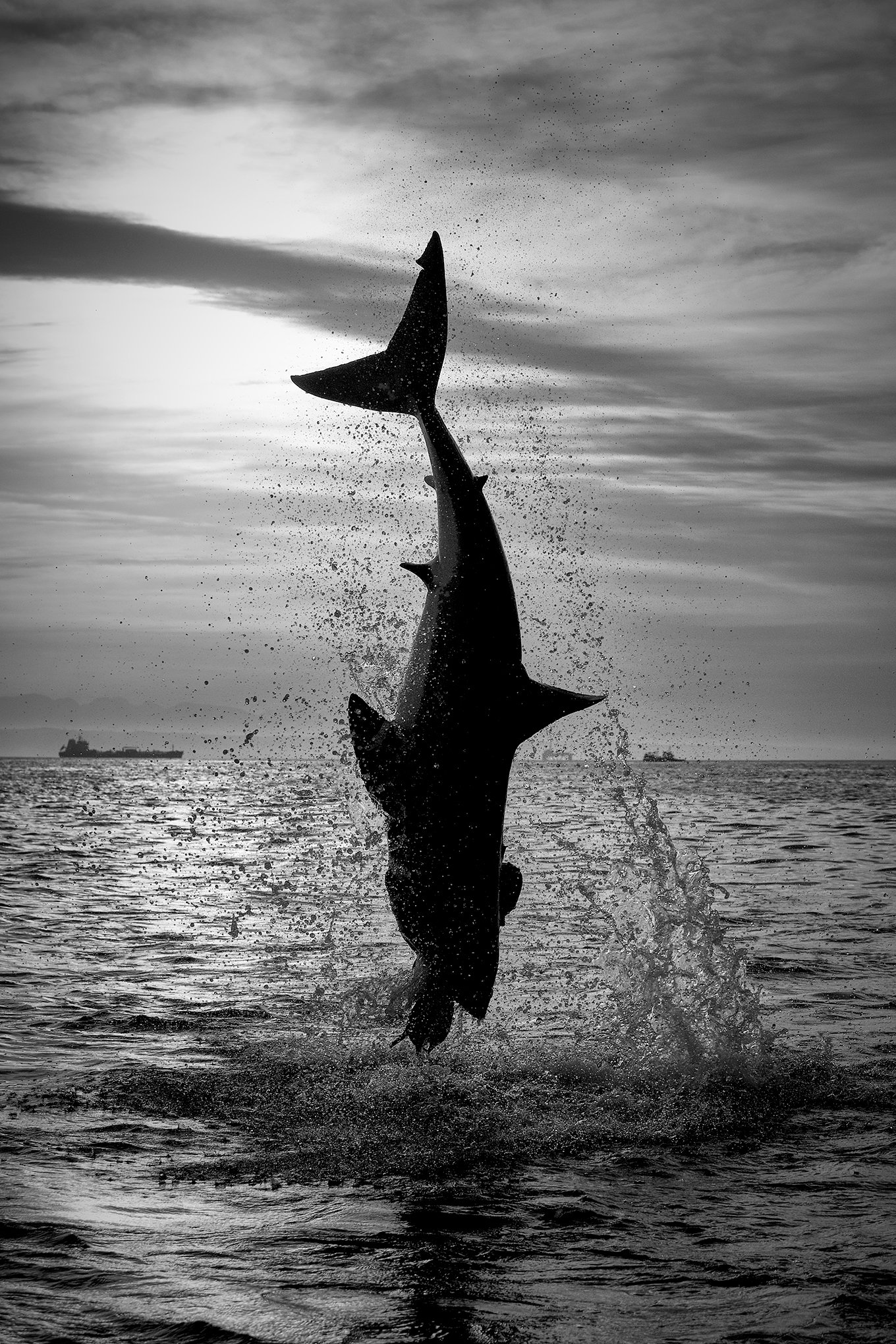 White Sharks Under Threat in South Africa