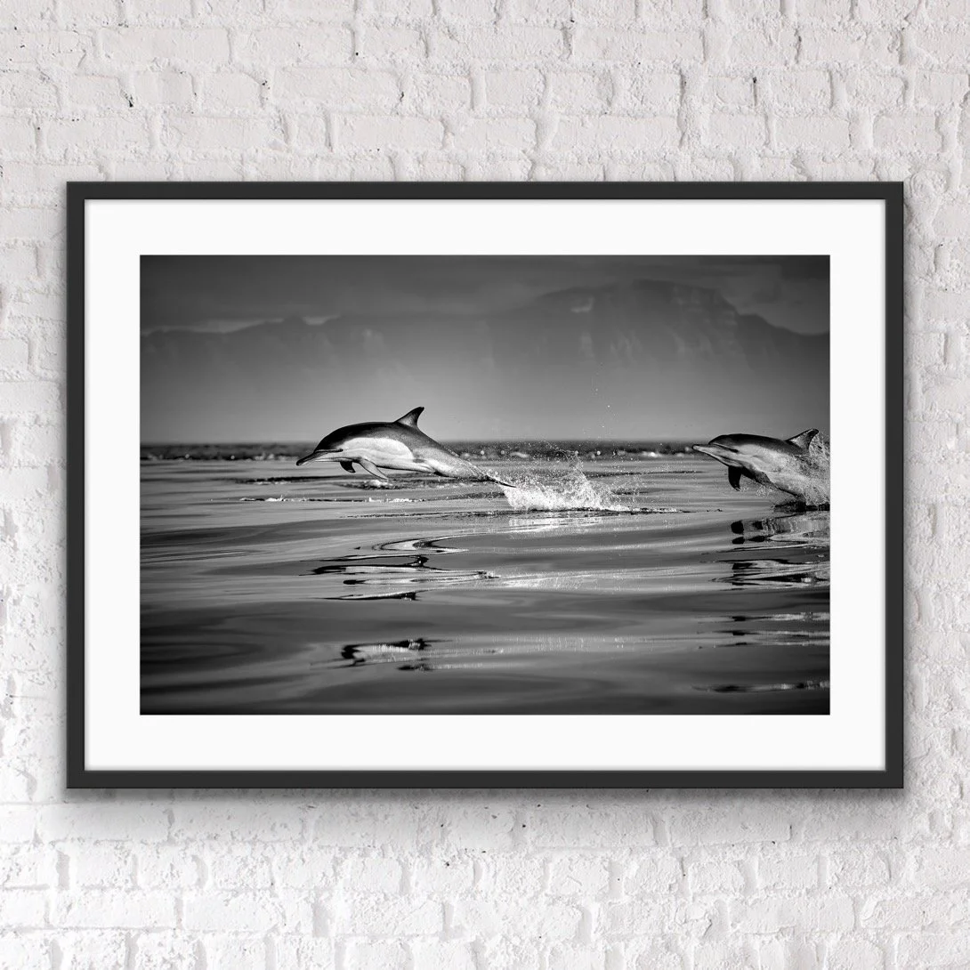 Dolphins breaching framed print by © Dan Callister