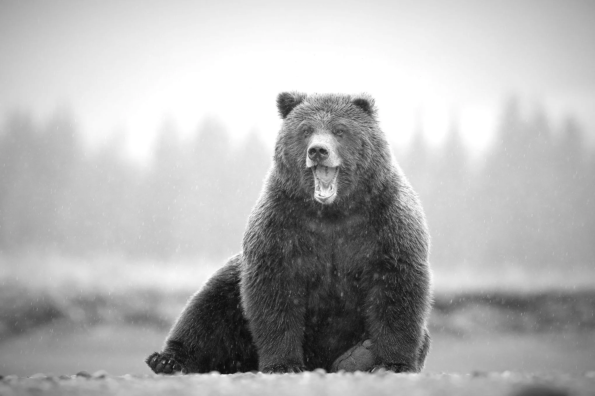 coastal_brown_bear_bw_scaler_01.jpg