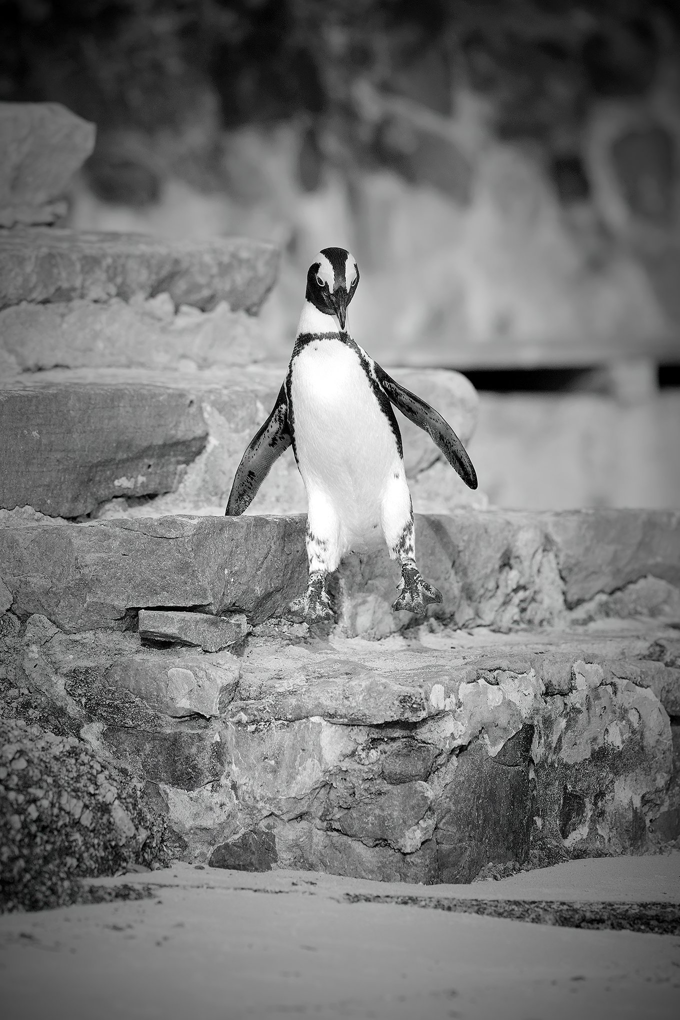African penguin jumping down the steps