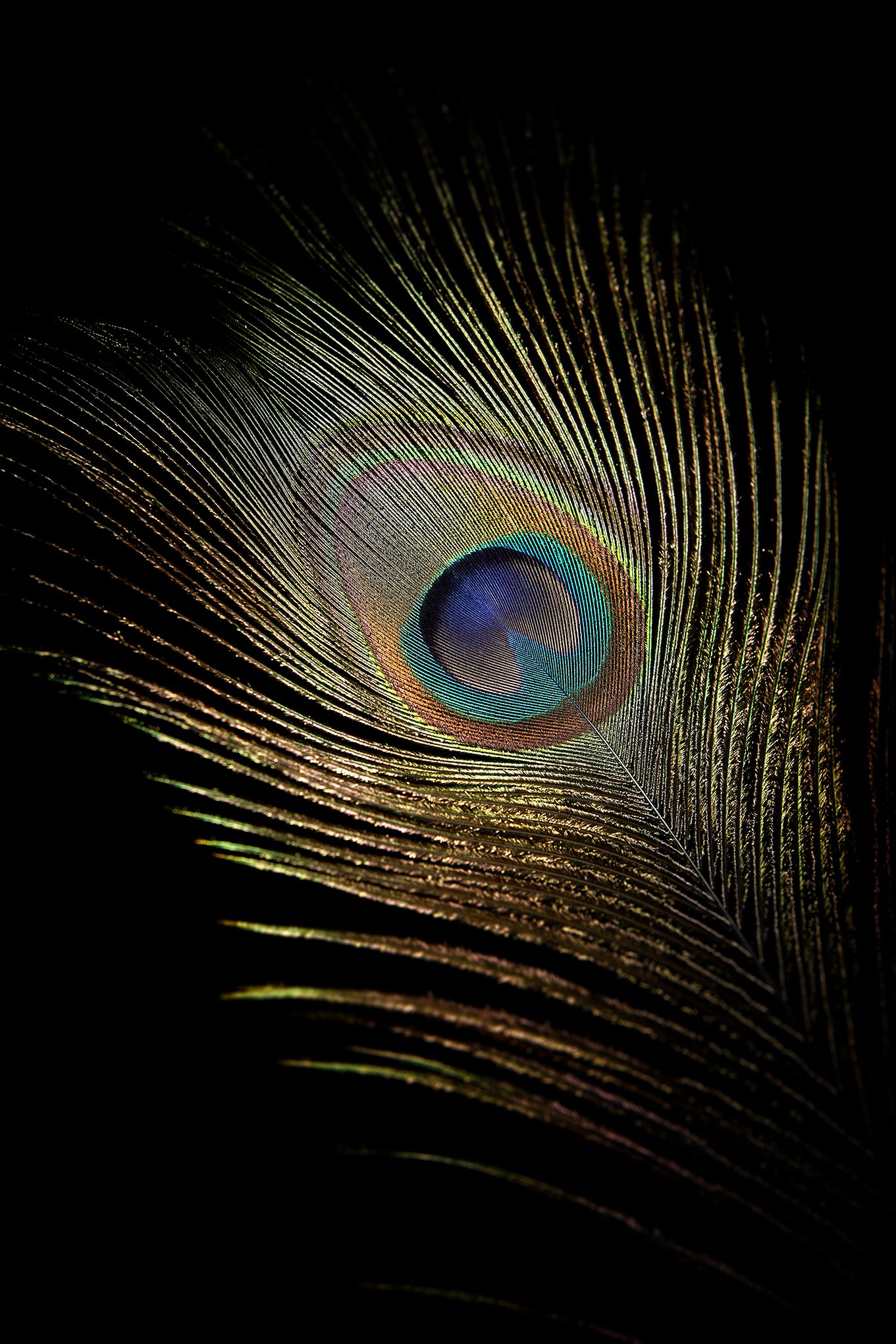 Peacock feather by © Dan Callister