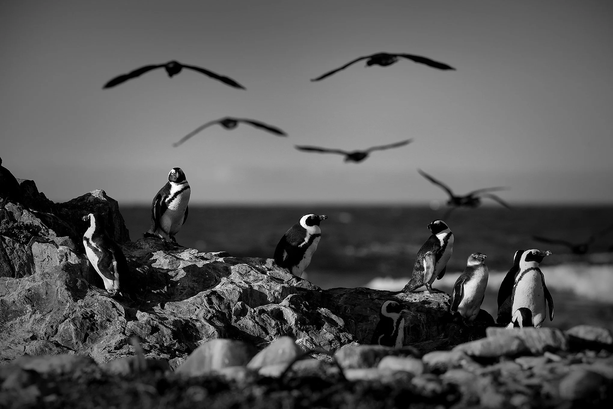 Why Namibia's Green Energy Dream Could Be A Red Flag For Penguins