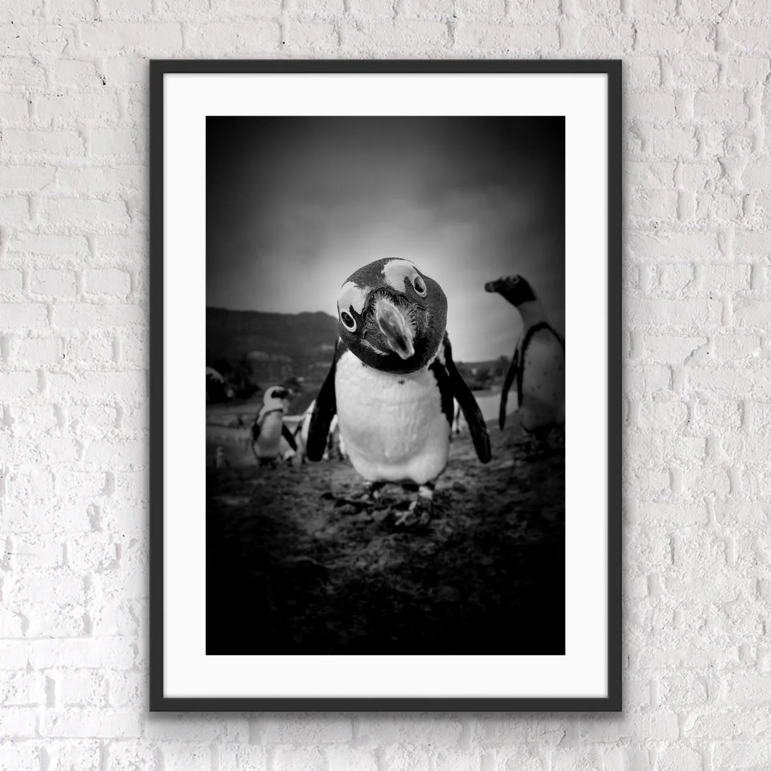 Bertie by © Dan Callister