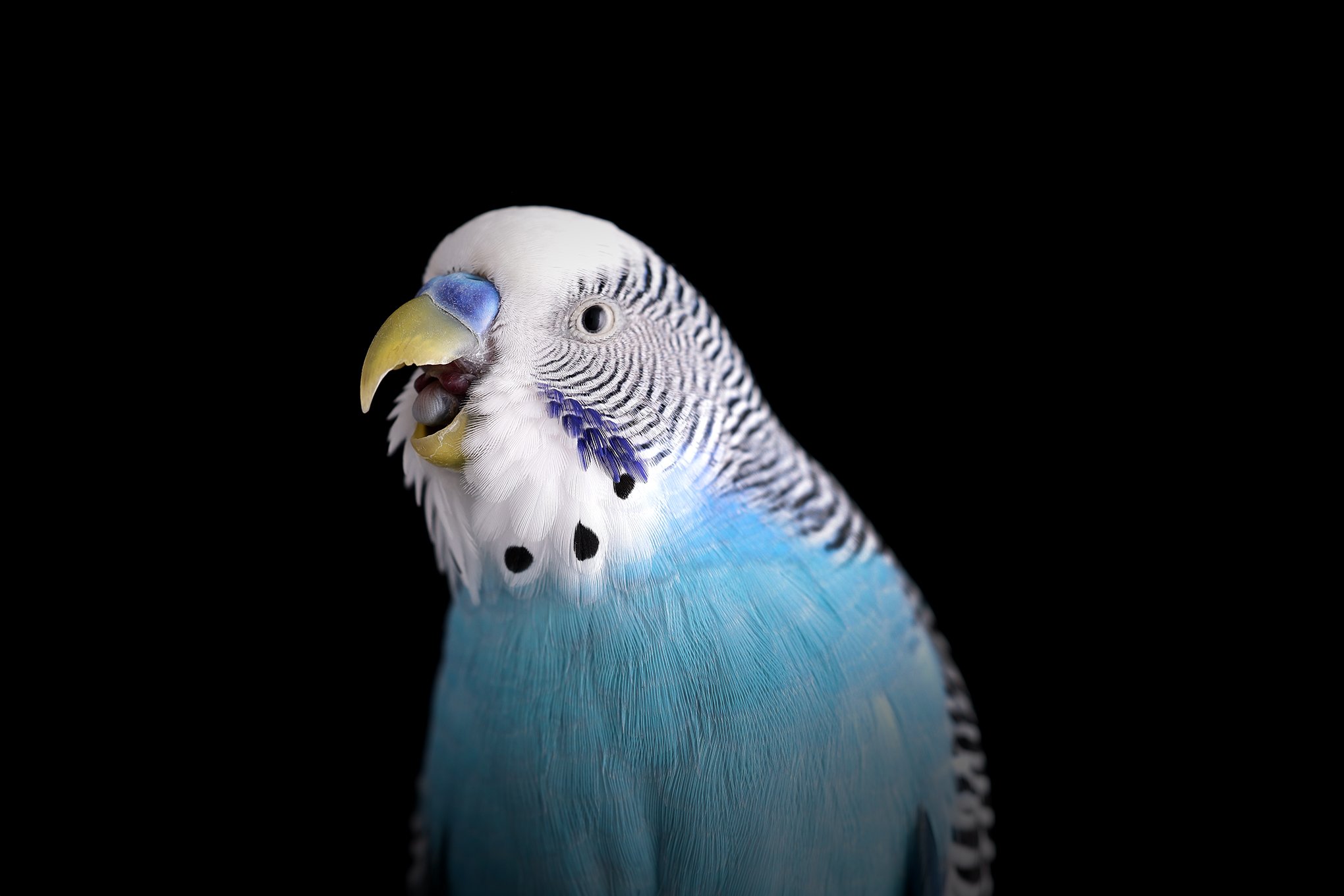 Bluey by © Dan Callister/Penguins &amp; Sharks