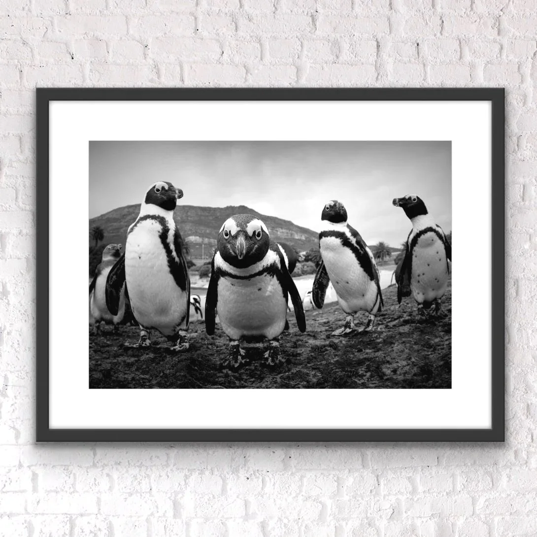 African penguins by © Dan Callister