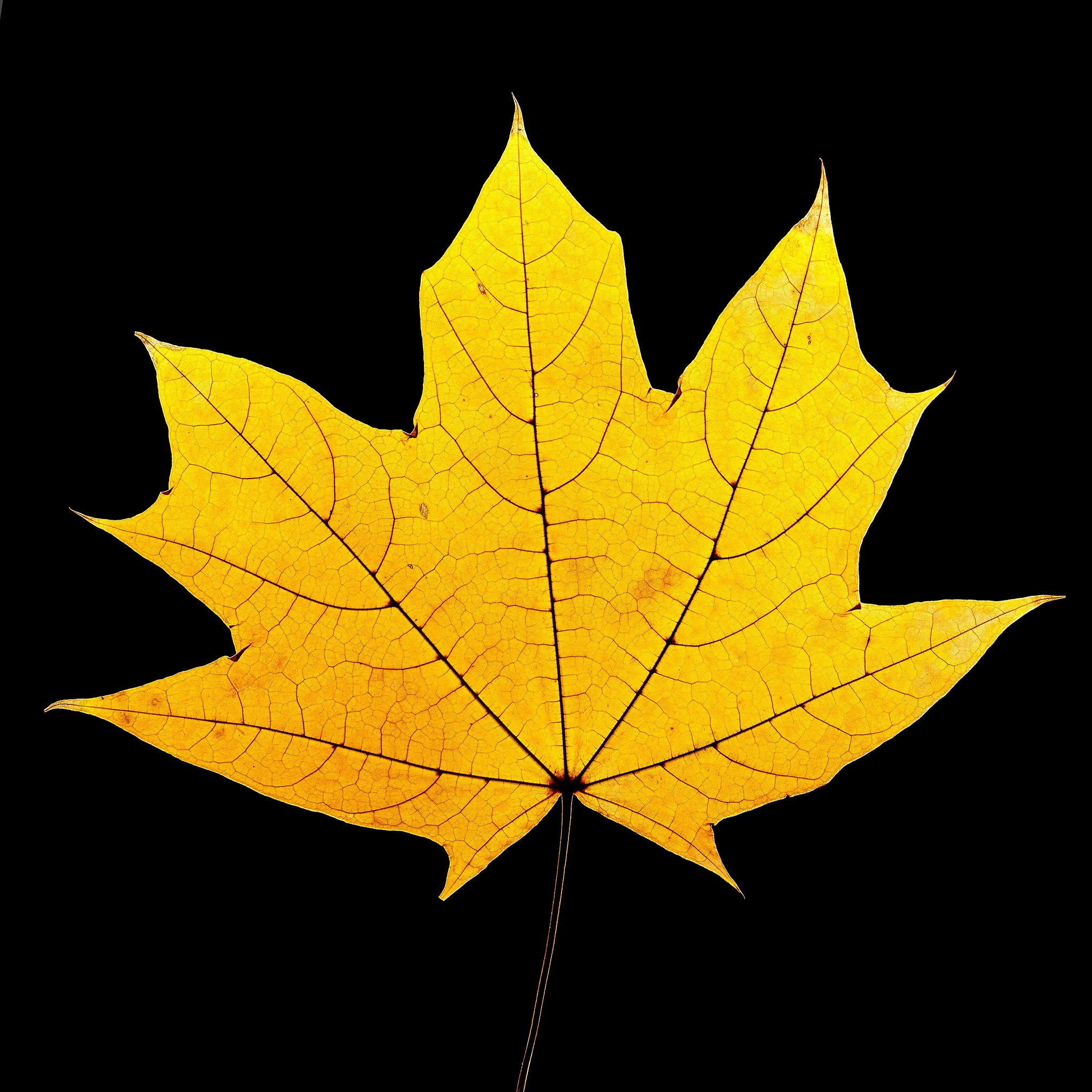 maple_leaf_130126_scaler_01.jpg