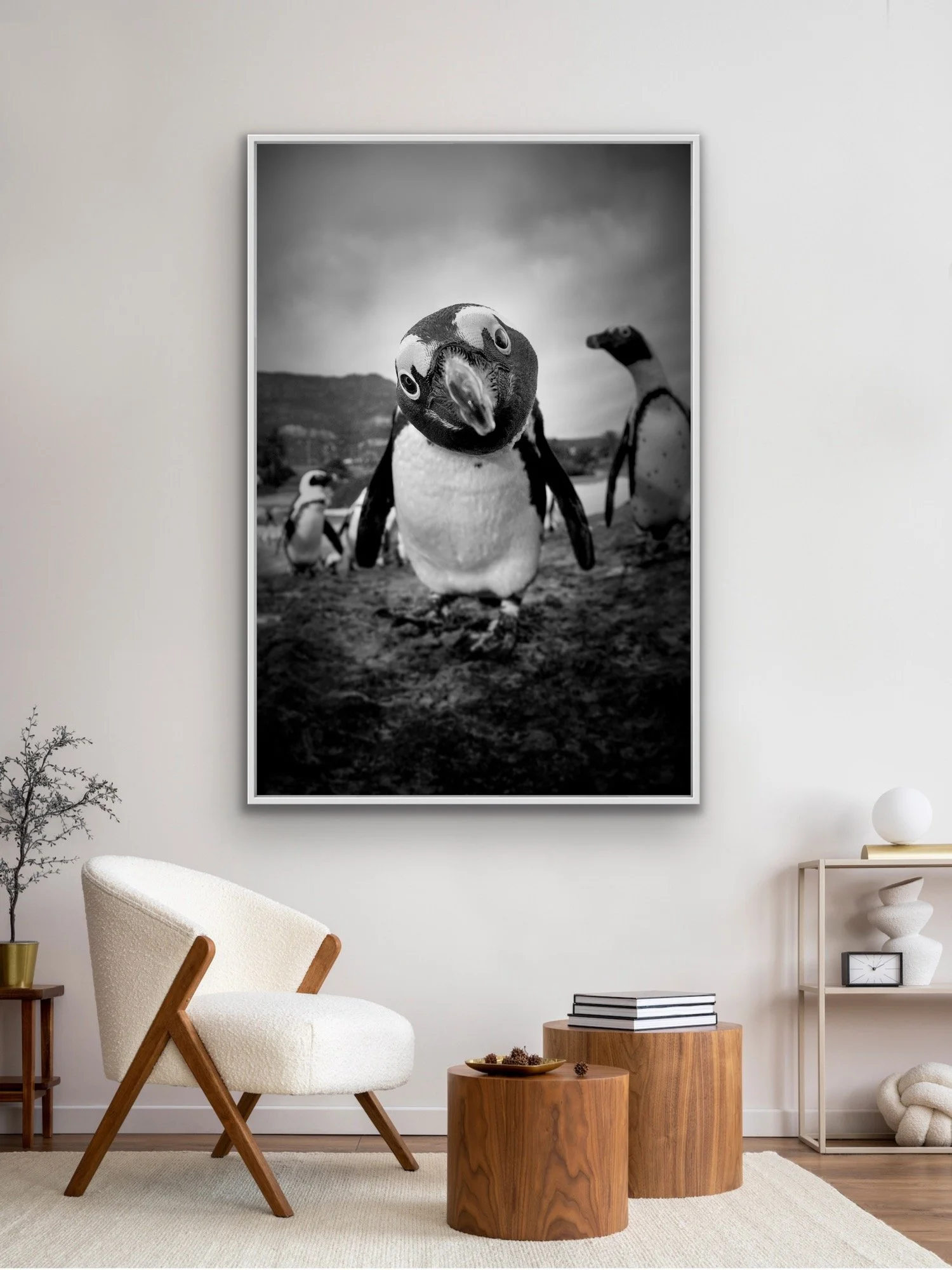 Bertie finished in a custom white frame by © Dan Callister/Penguins & Sharks