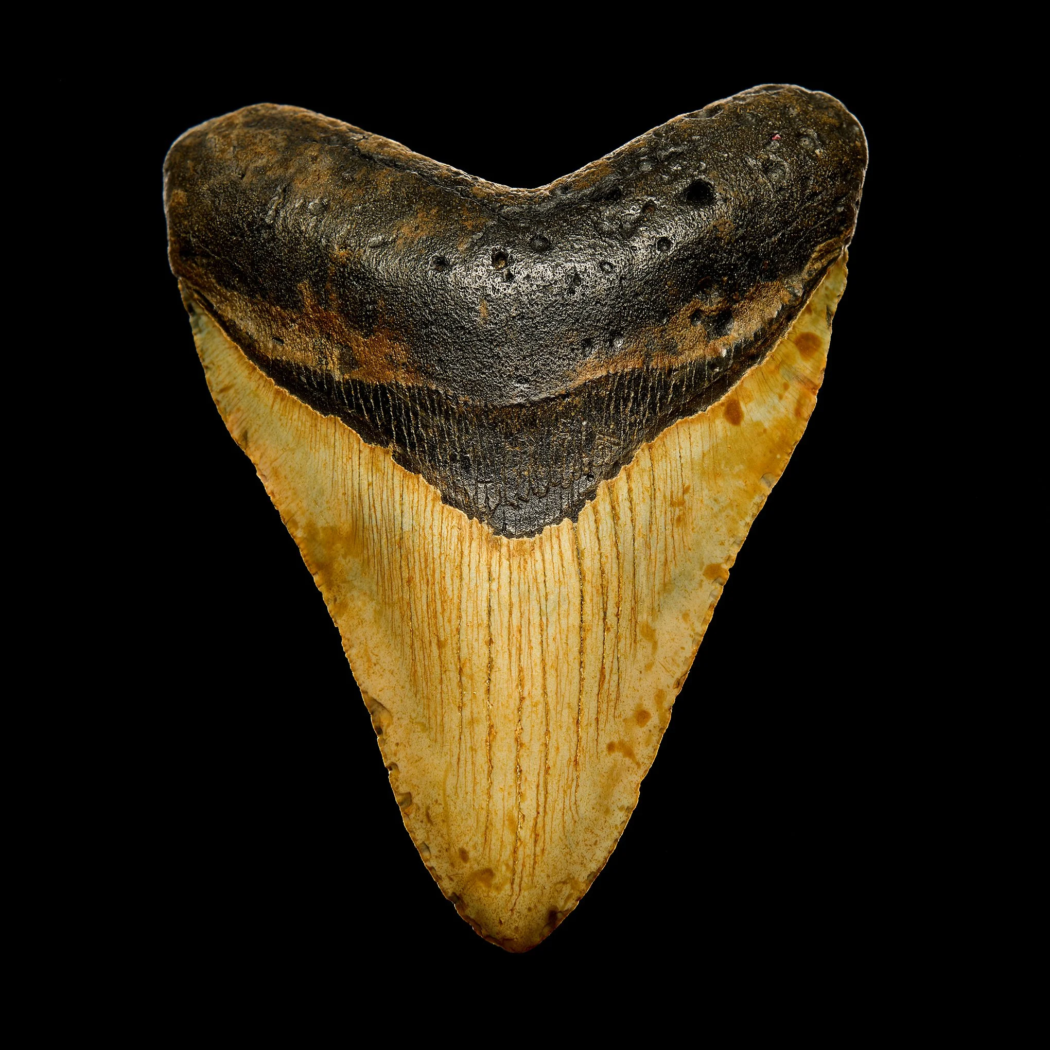 Megalodon tooth by © Dan Callister