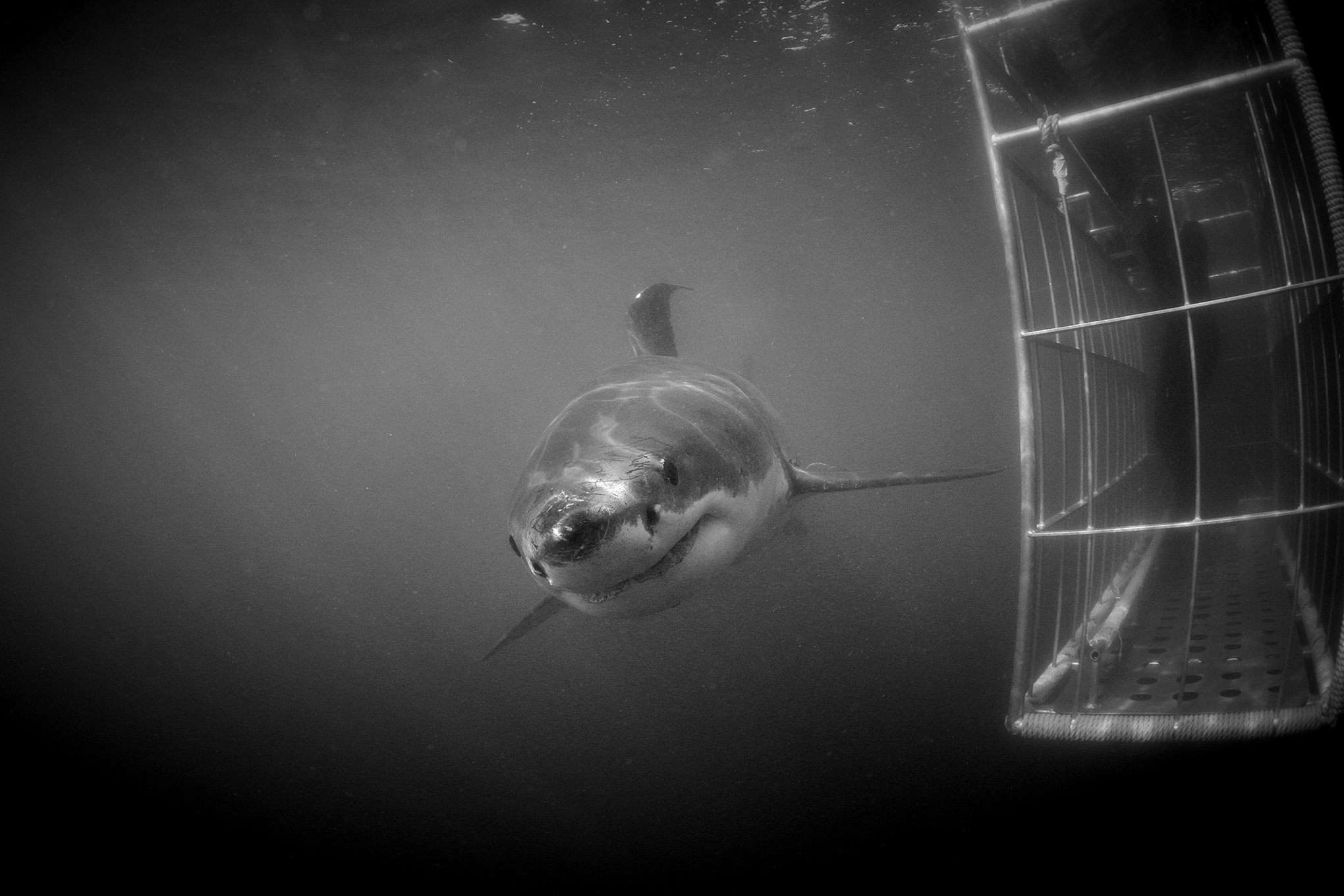 Great White Shark, False Bay © Dan Callister