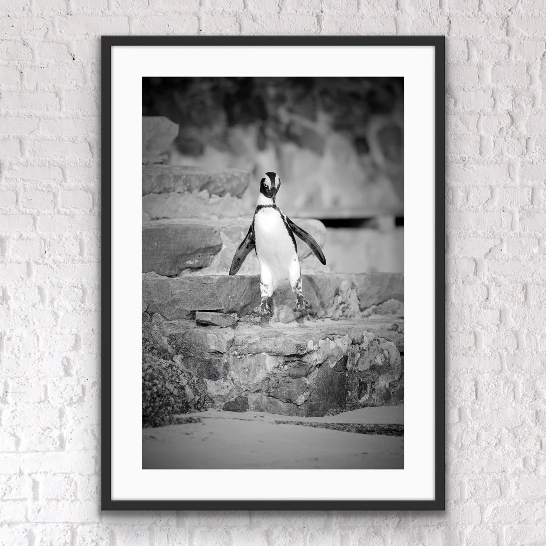 Africa Penguin jumping down stairs framed print by © Dan Callister