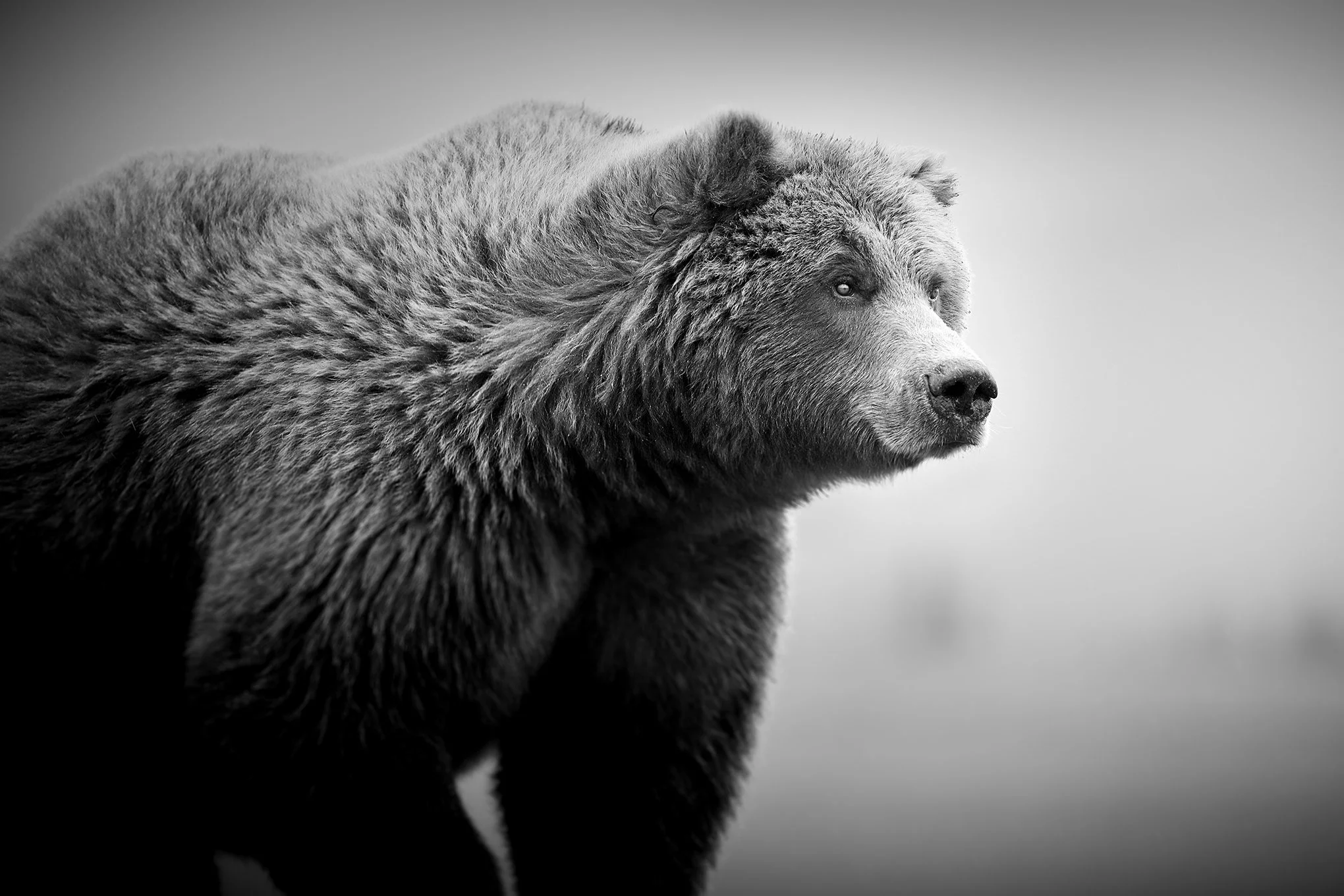 Coastal Brown Bear by © Dan Callister/Penguins & Sharks