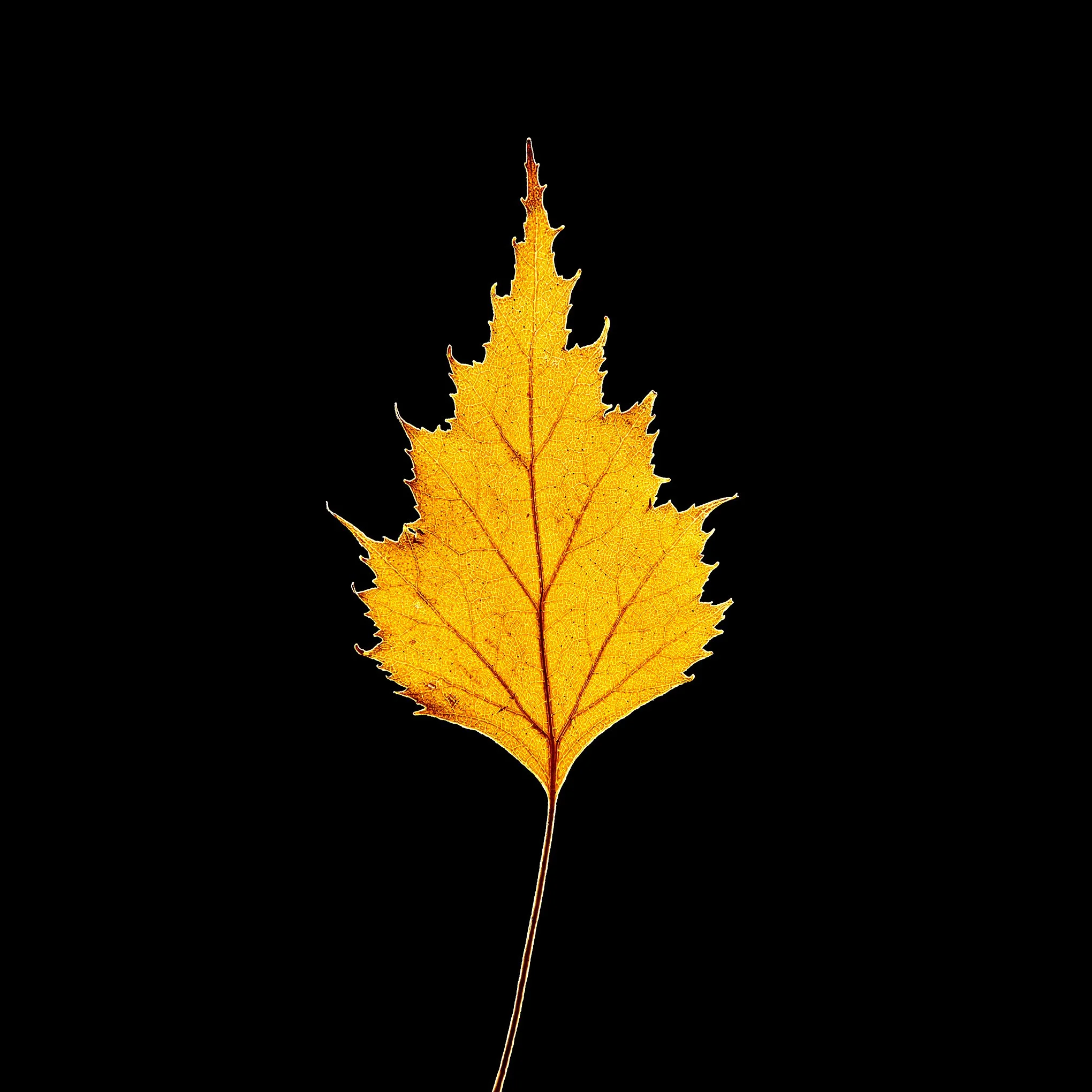 ‘Flame’