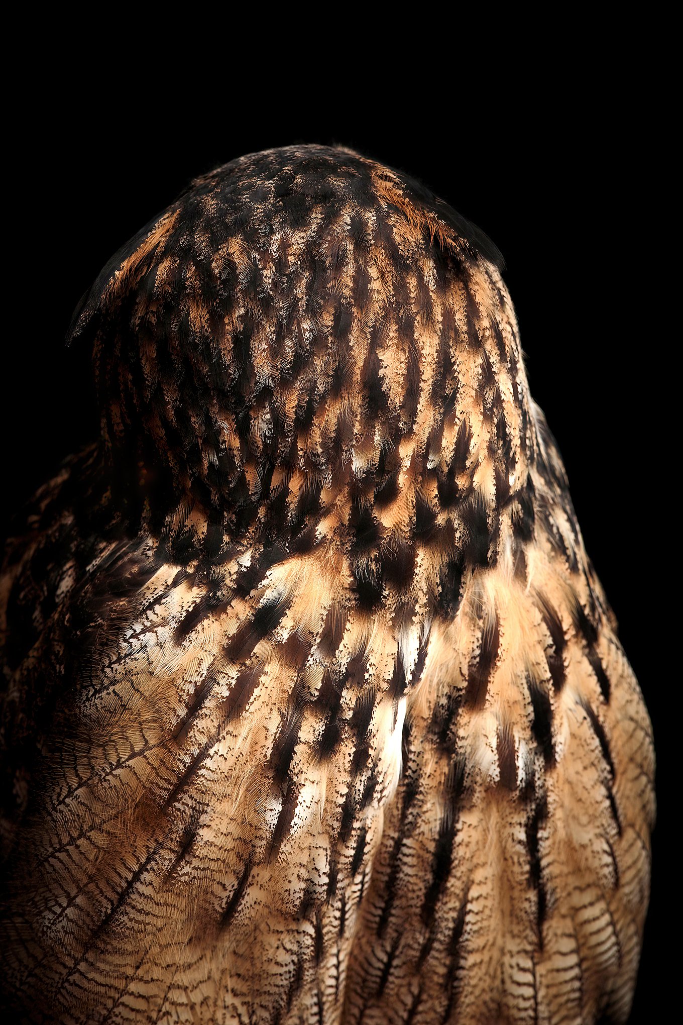 eurasian_eagle_owl_290920_09_scaler_SharpenAI-Standard.jpg