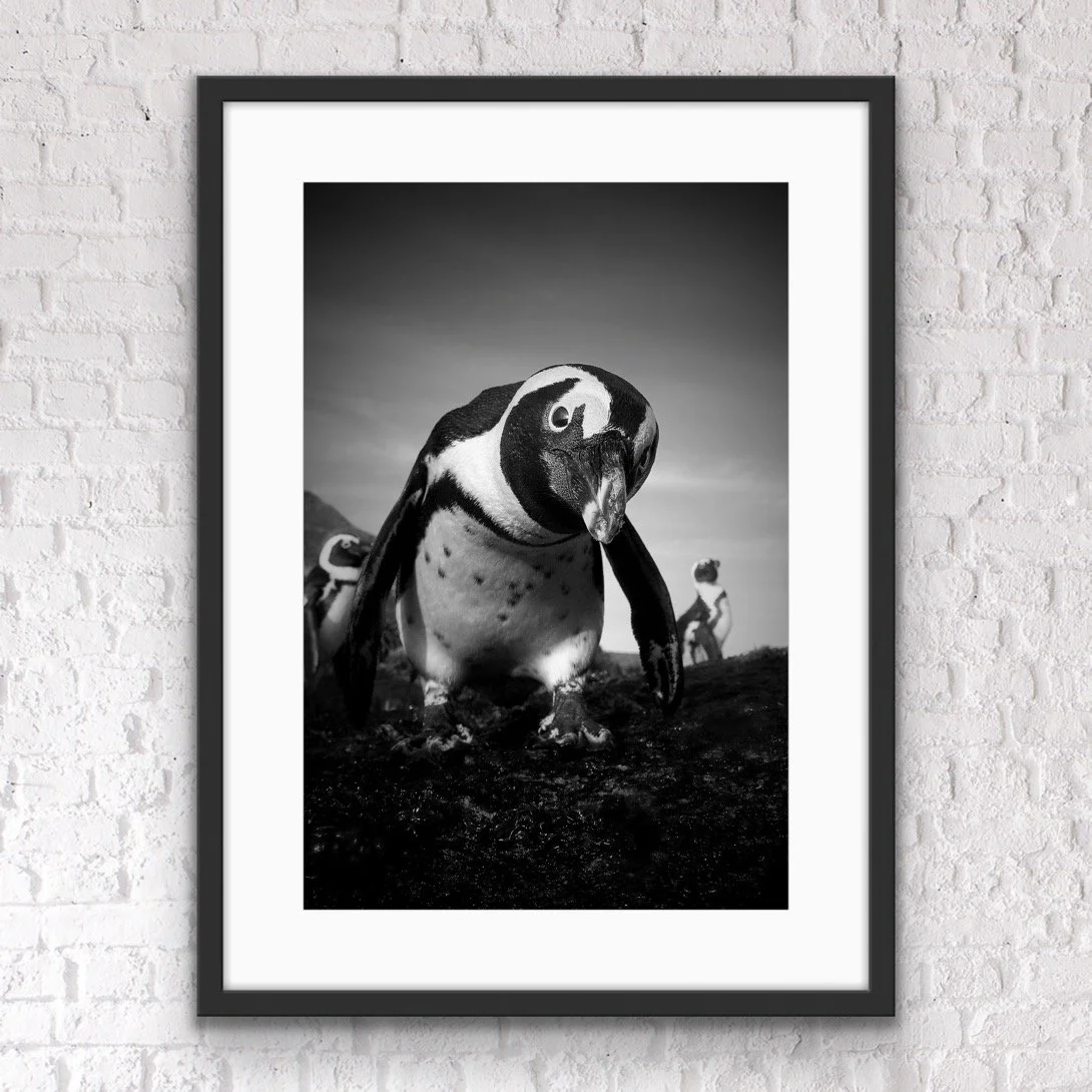 African penguin framed print by © Dan Callister