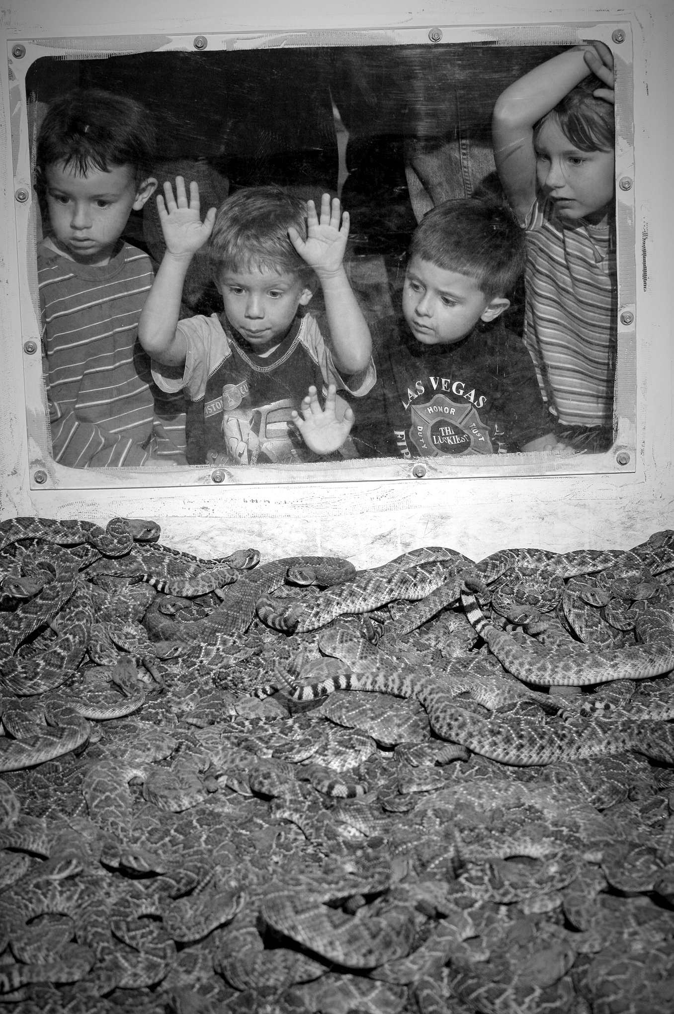 Rattlesnake Round-up © Dan Callister