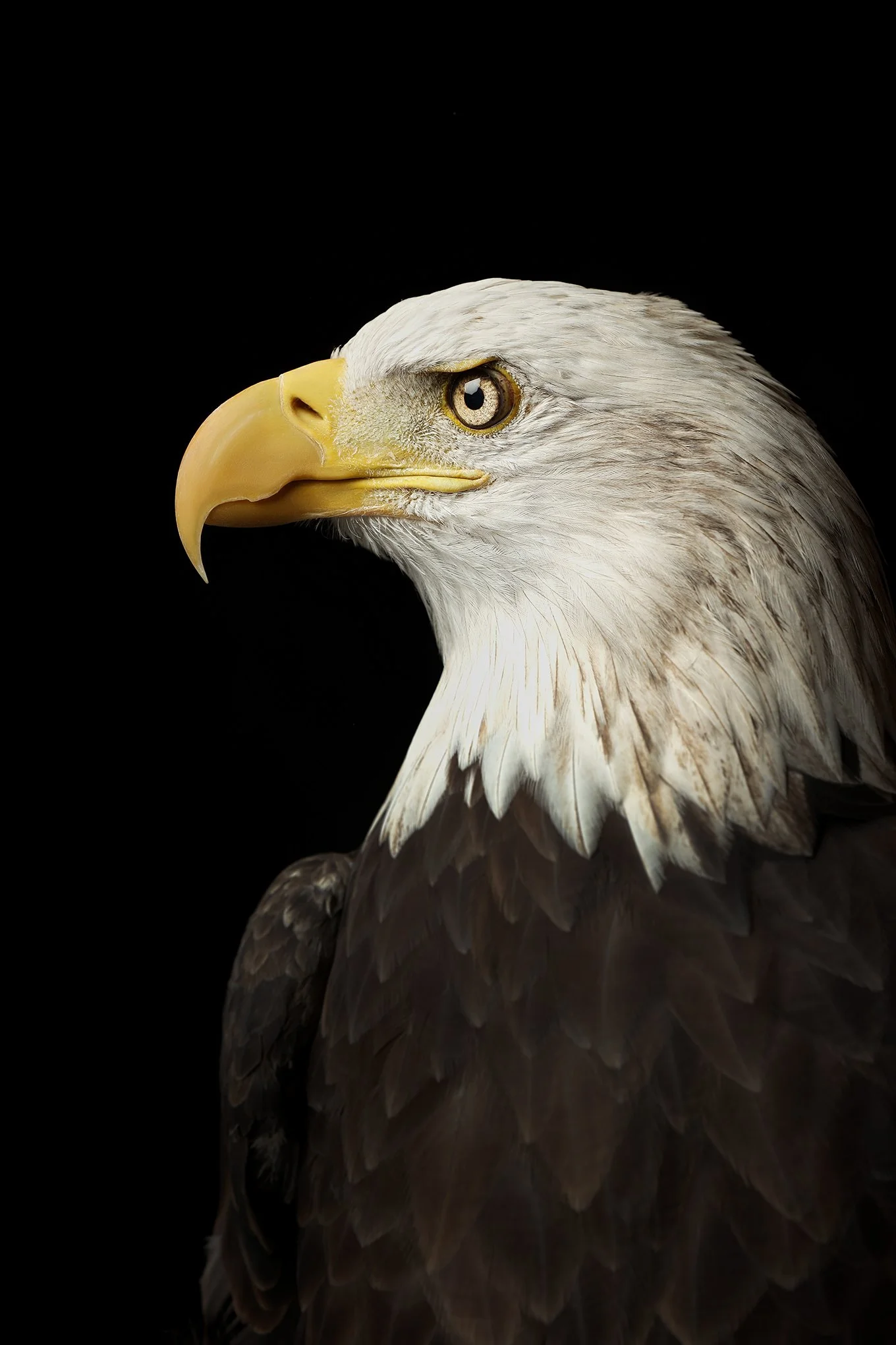 Old Warrior (iii) by © Dan Callister