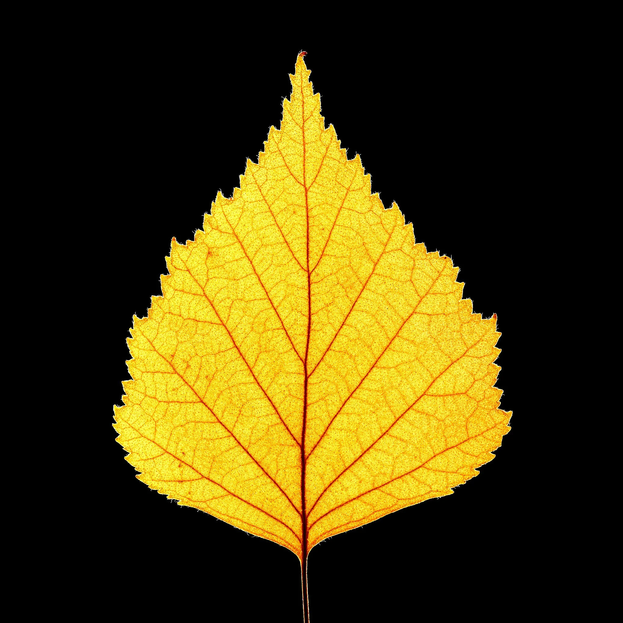 yellow_leaf_130126_scaler_01.jpg