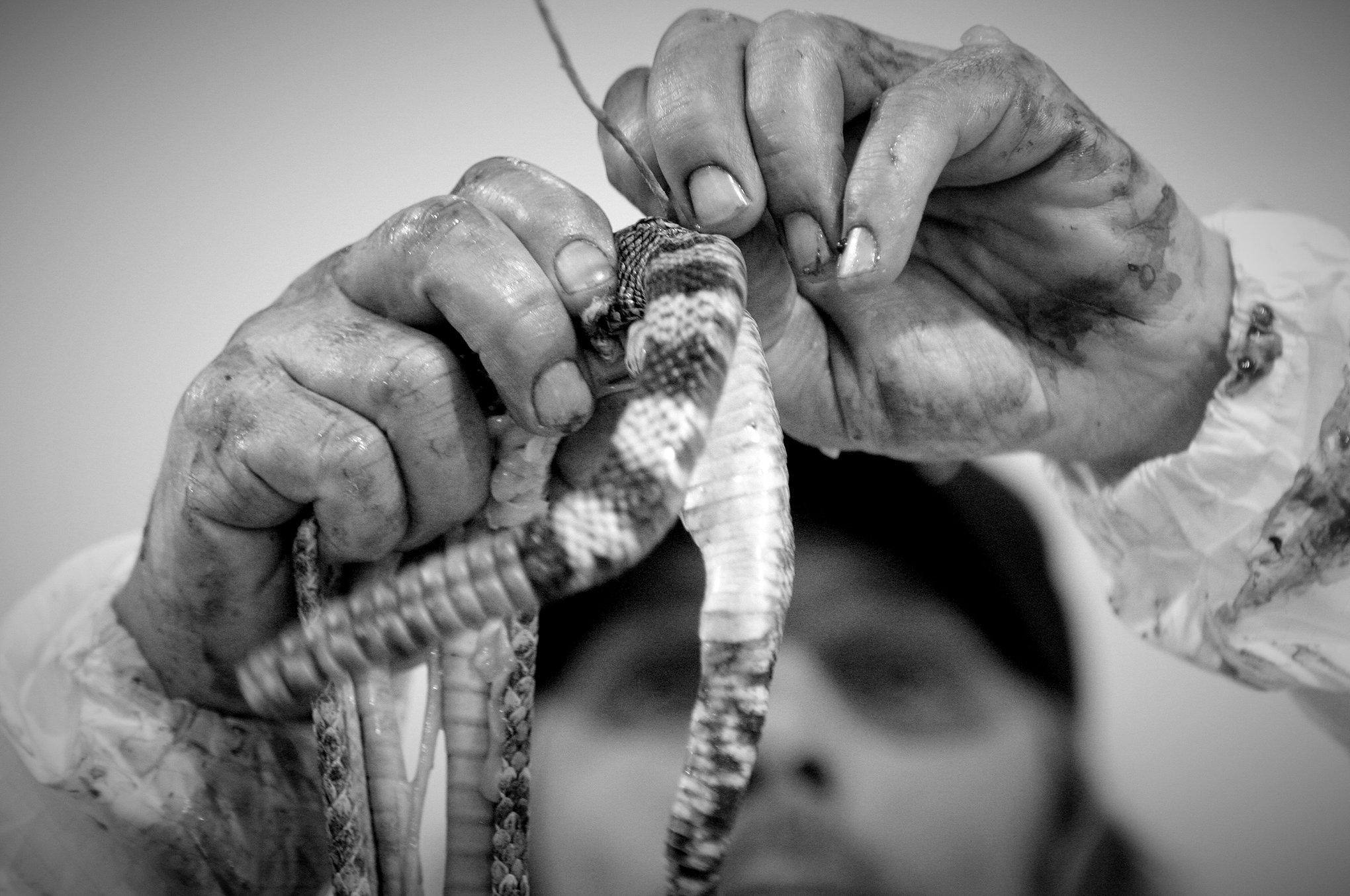 Rattlesnake Round-up © Dan Callister
