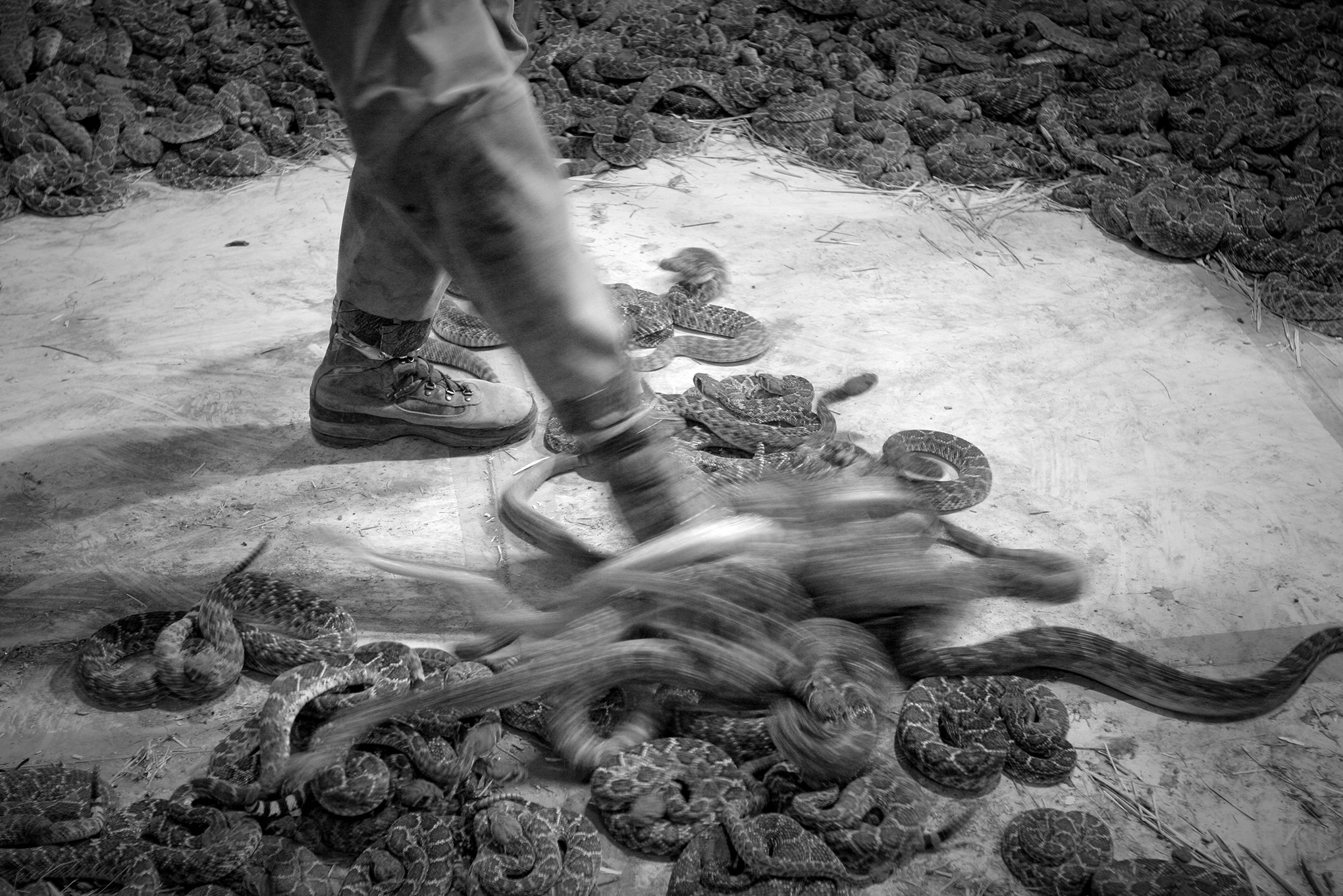 Rattlesnake Round-up © Dan Callister