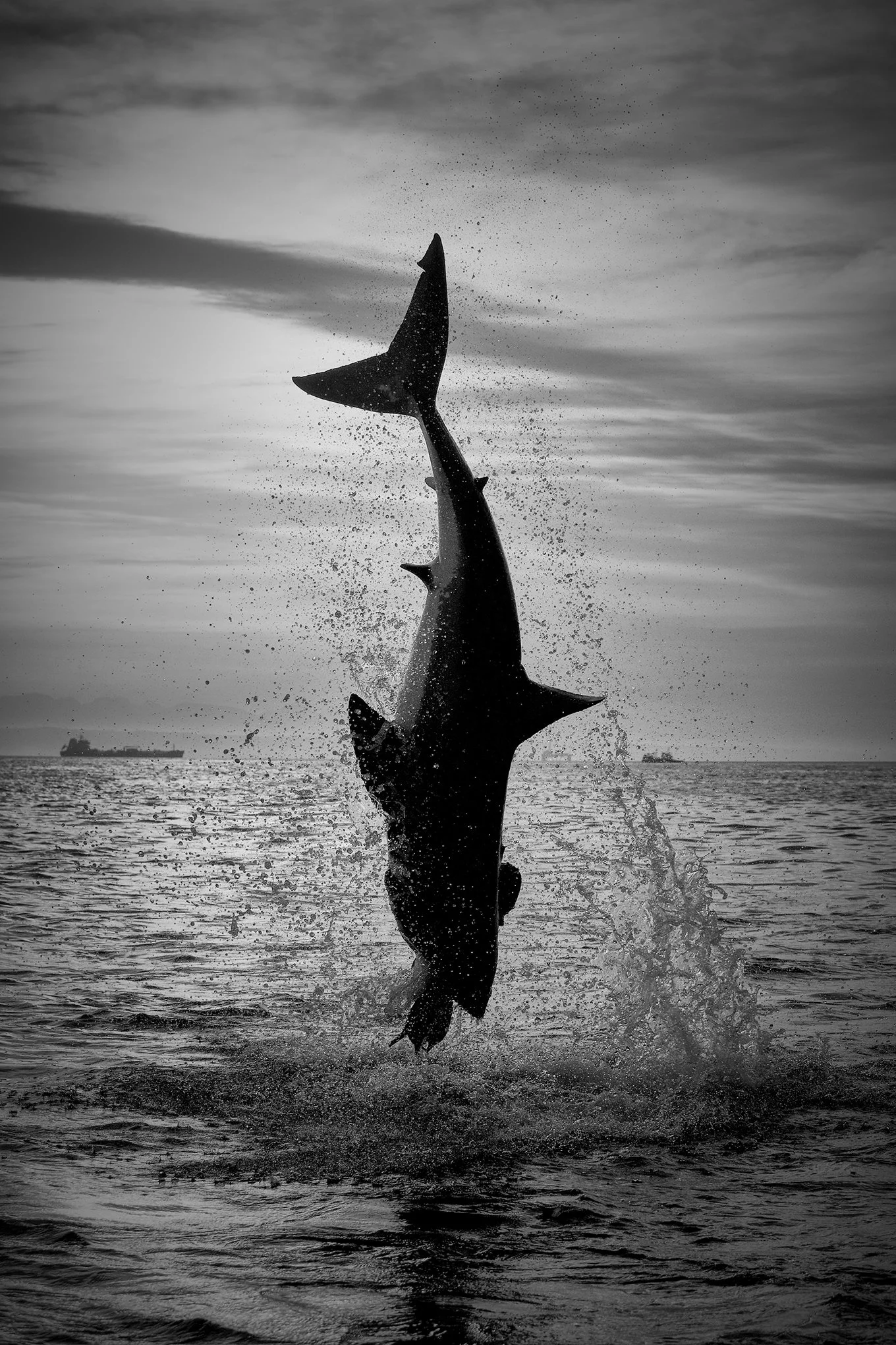 White Sharks Under Threat in South Africa