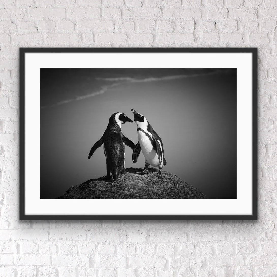 African penguins dancing by © Dan Callister