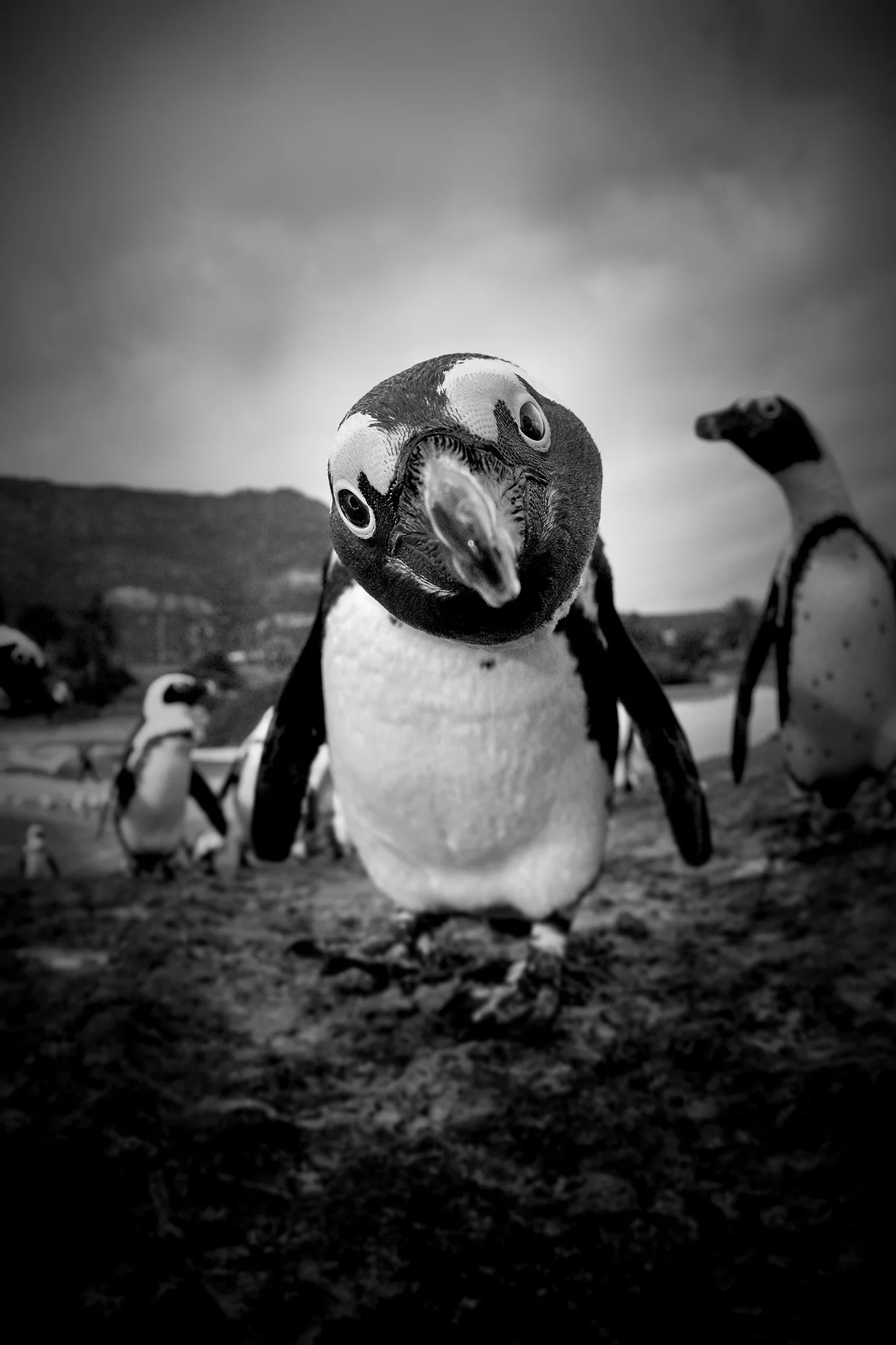 Bertie by © Dan Callister/Penguins & Sharks