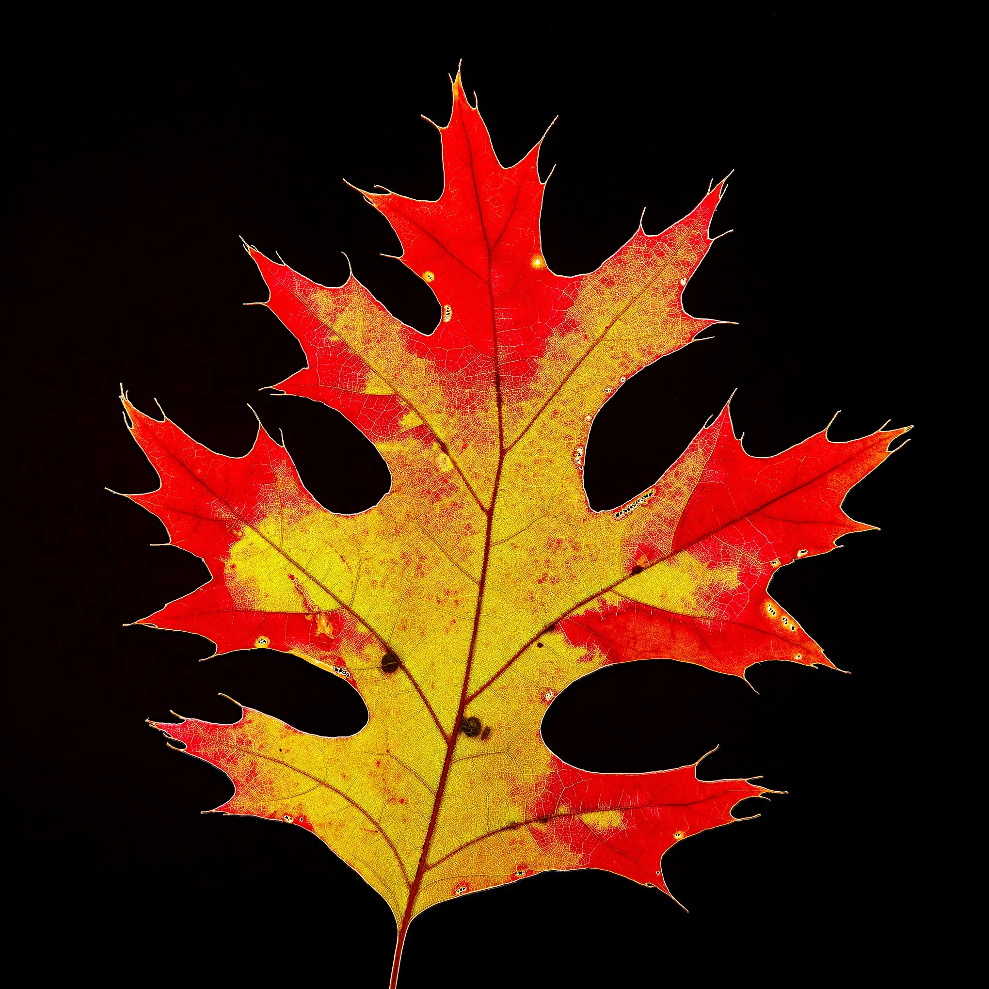 ‘Oak’