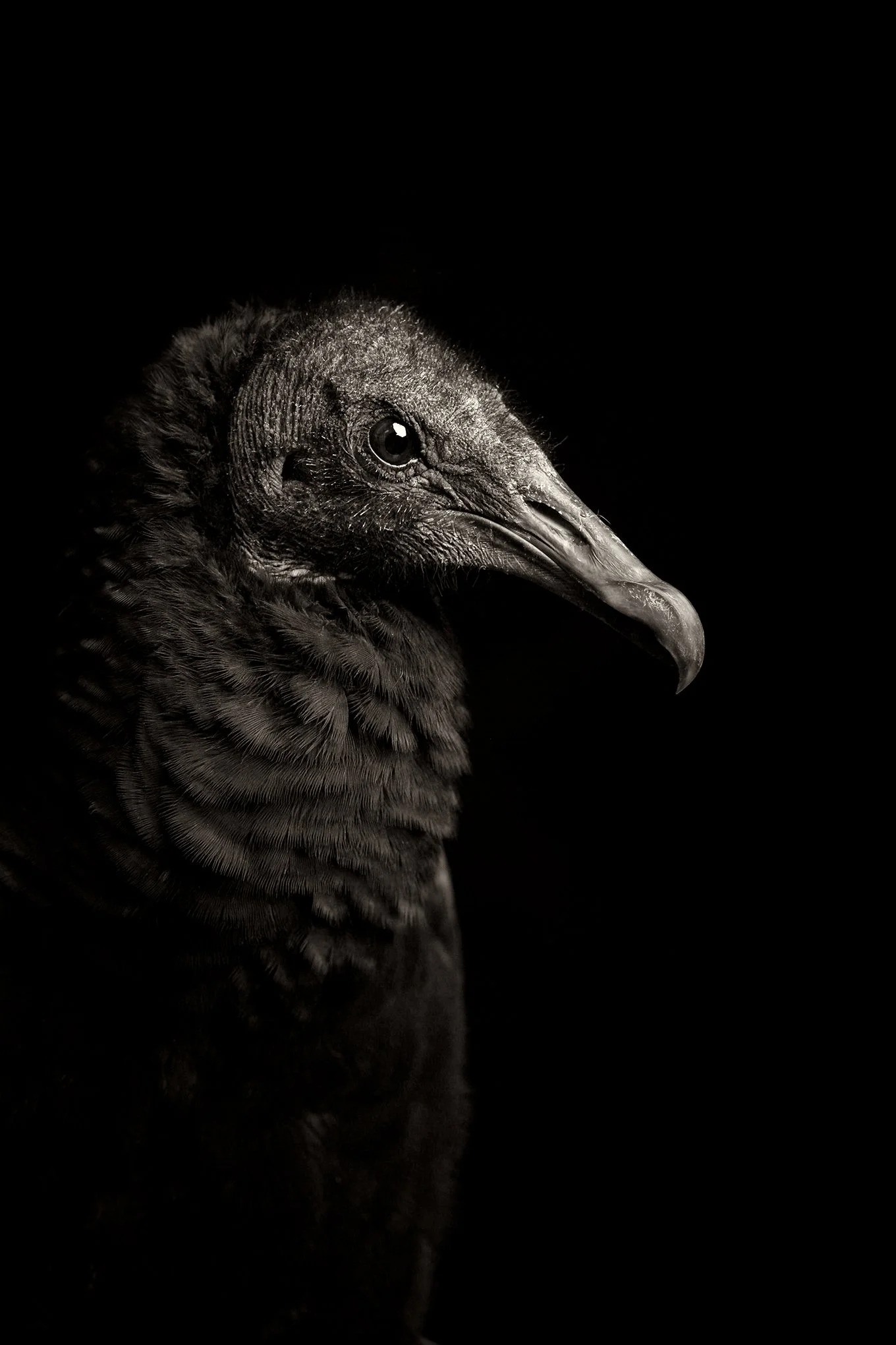 Black Vulture (Coragyps atratus)
