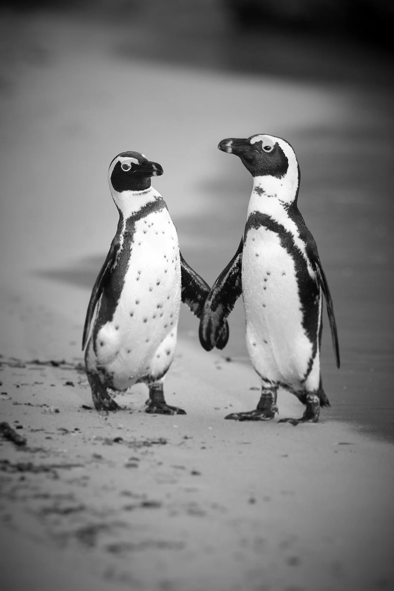 'Newly Weds' by © Dan Callister/Penguins &amp; Sharks