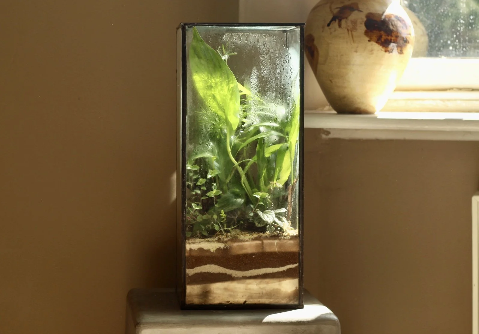 A glass terrarium on a wooden base containing layered sand and soil, with various green and patterned plants inside, set on a wooden surface with a background of green foliage.
