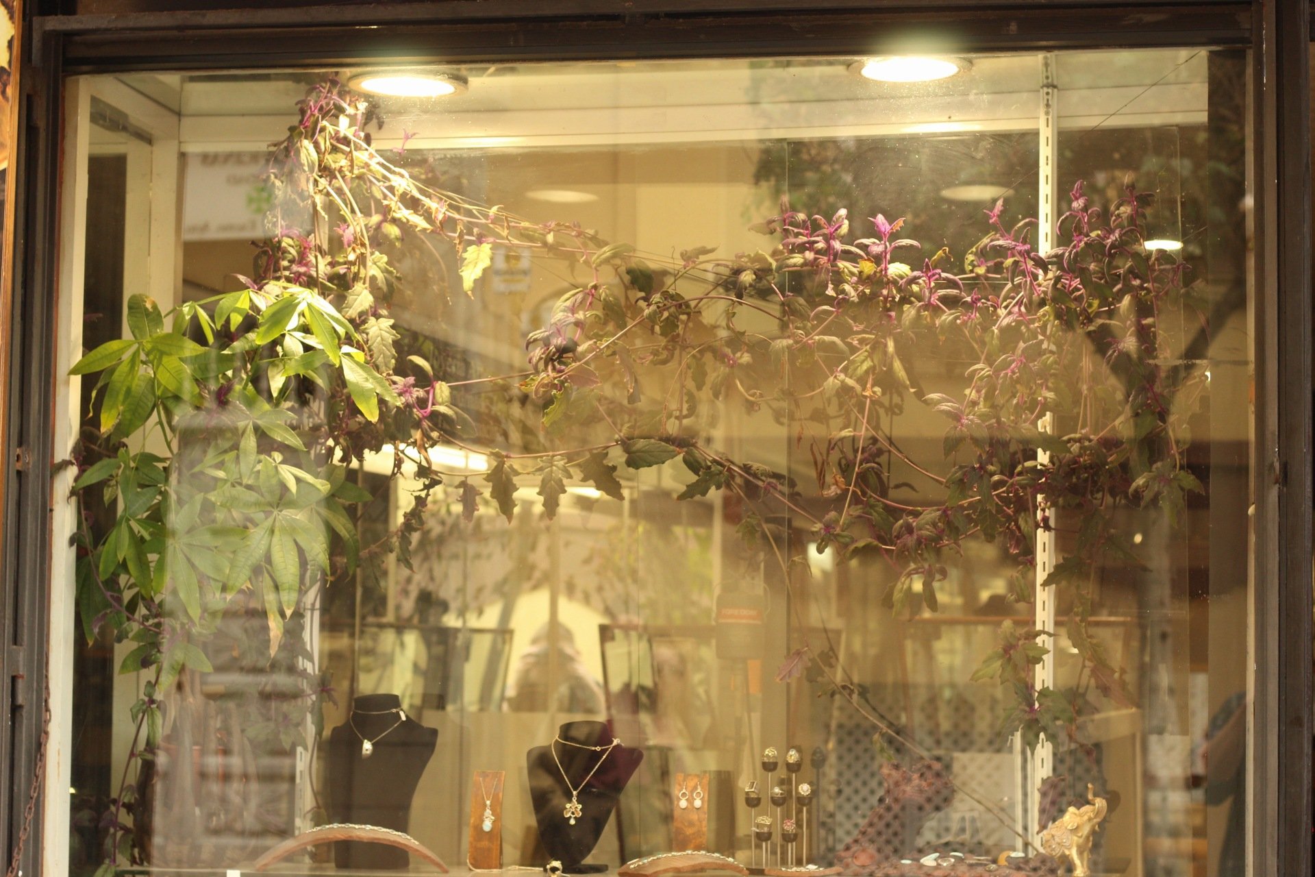 A PLANTED SHOP WINDOW