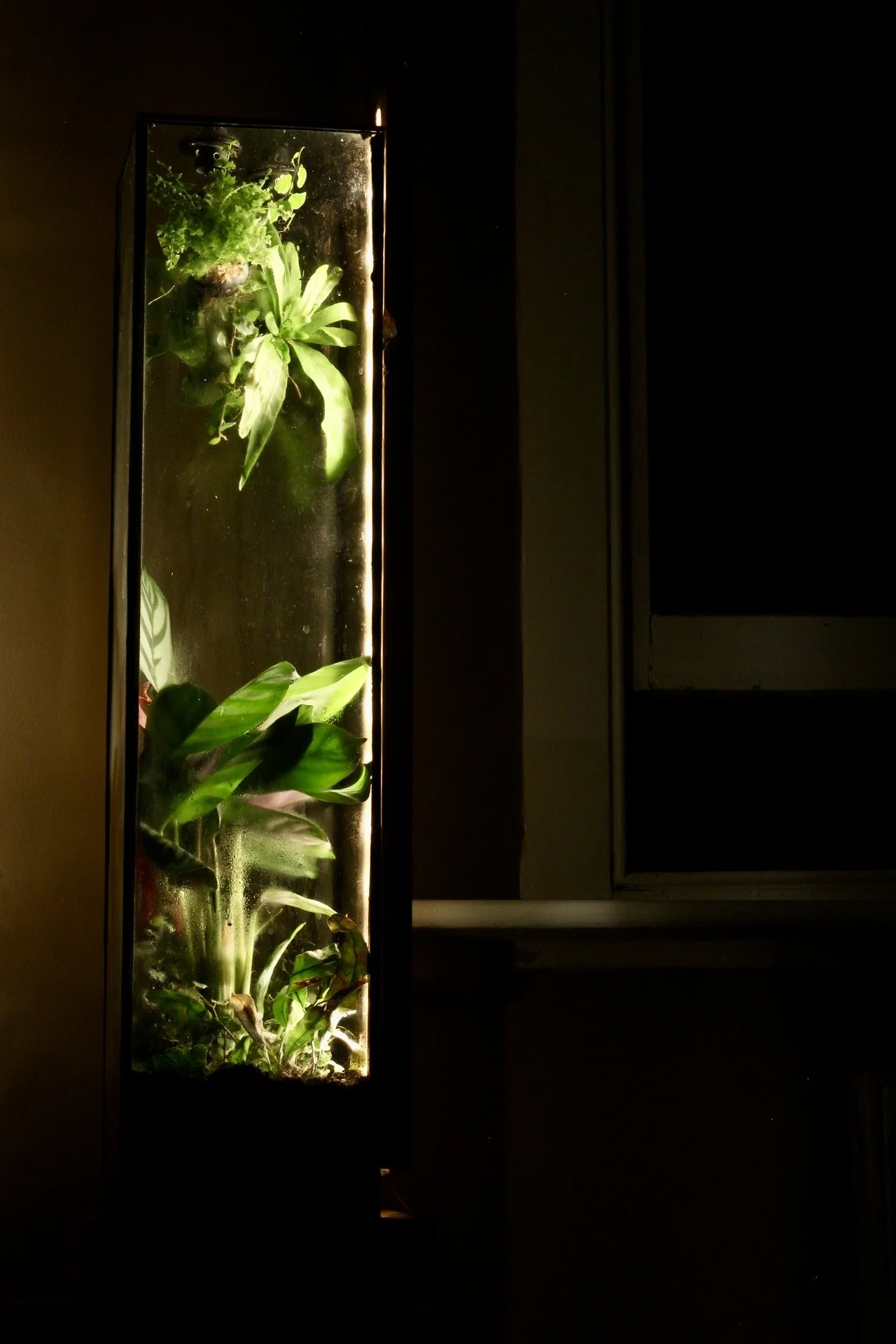 A vertical glass terrarium with green plants and soil, lit from within, placed on a dark surface next to a window.