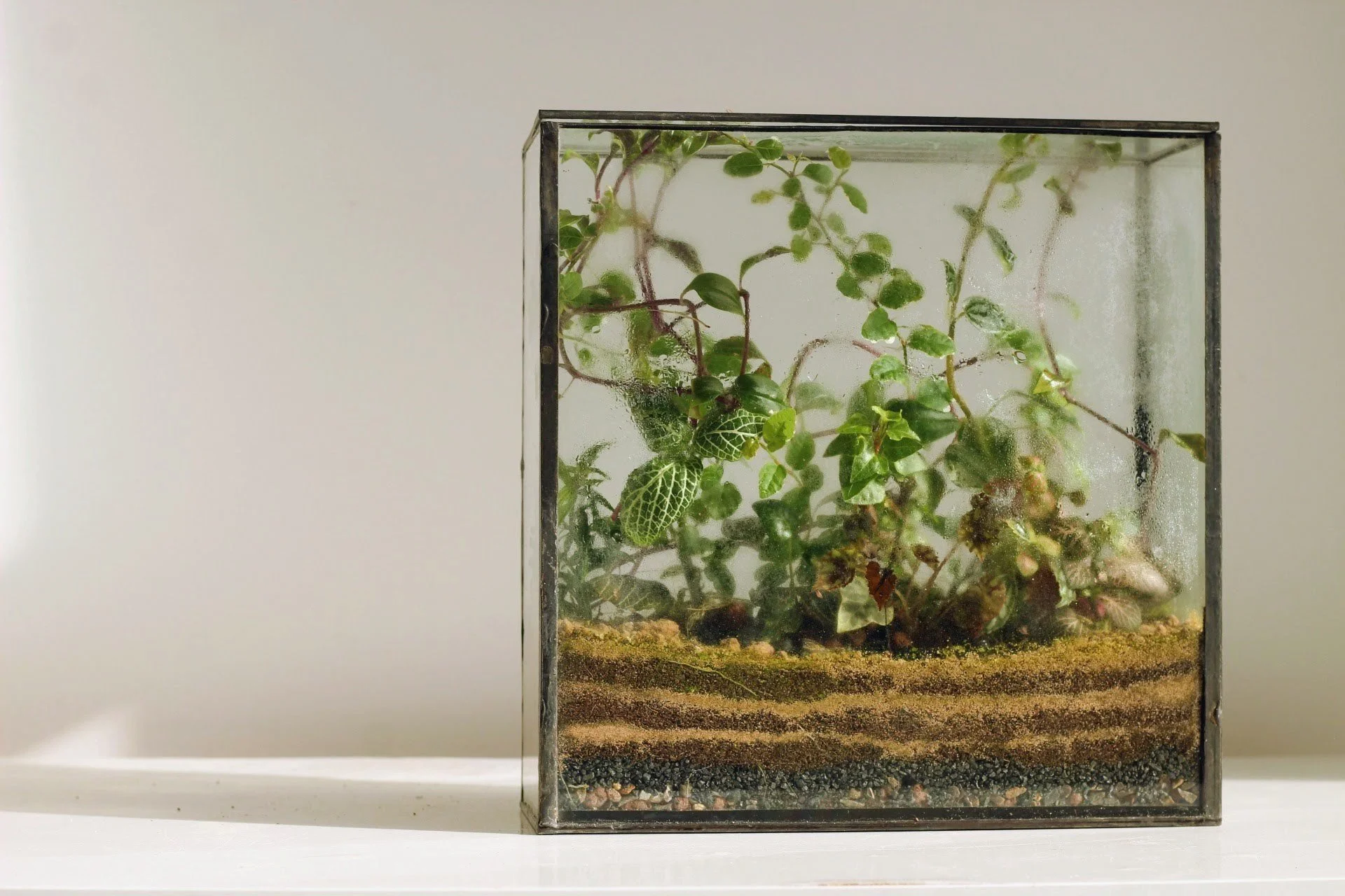 planted window 1.JPG