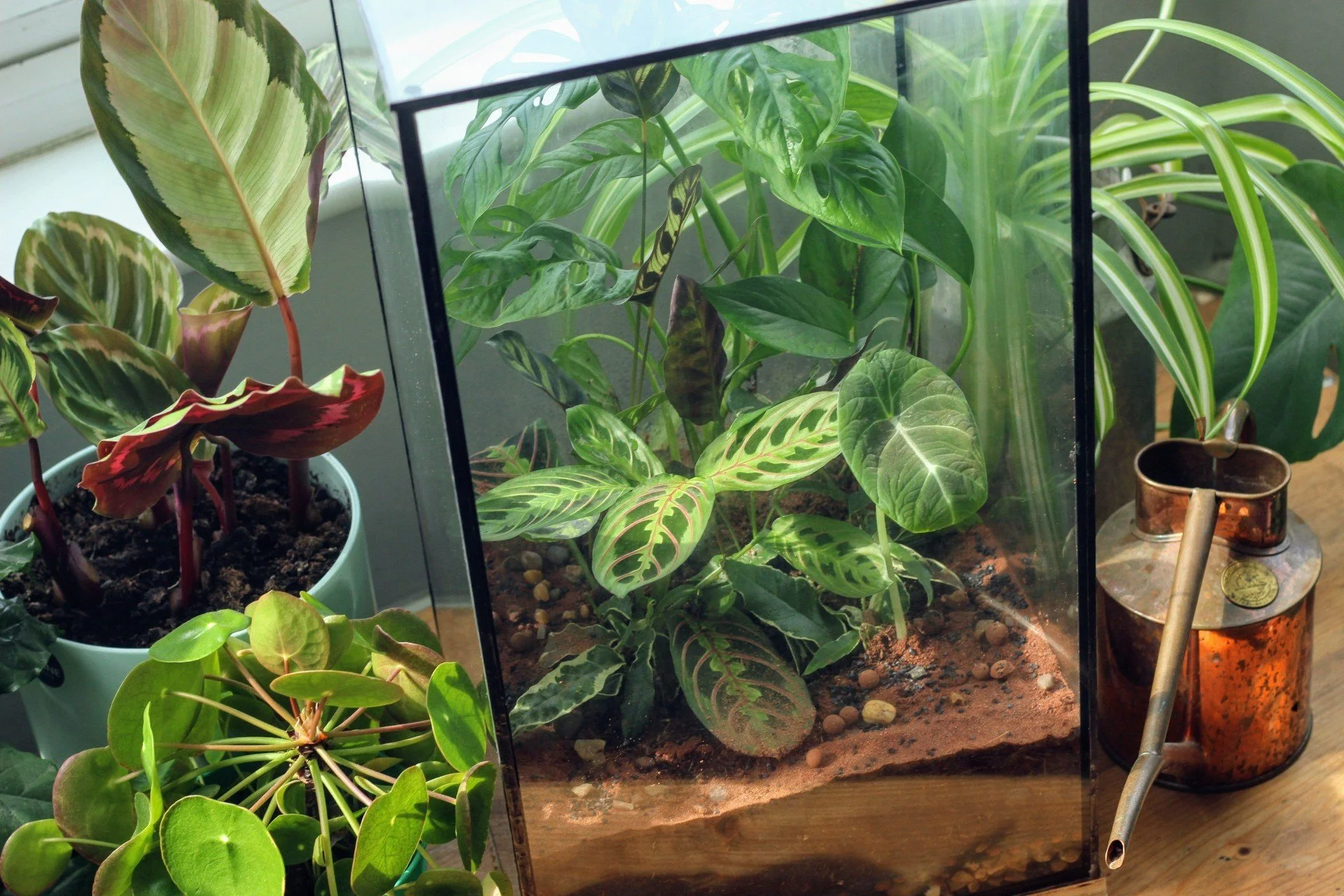 Indoor plant display with a terrarium containing green leafy plants, surrounded by potted plants and a watering can