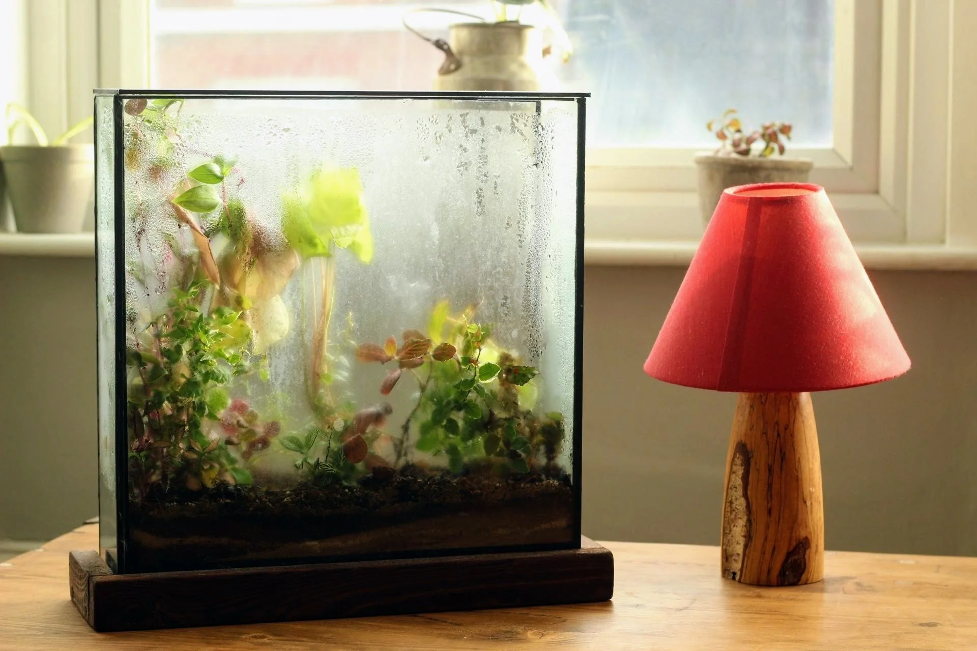 planted window 3.JPG