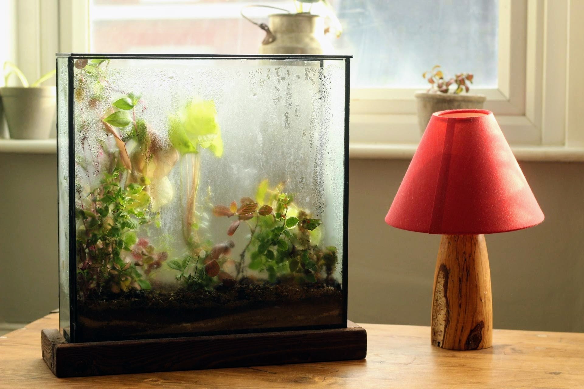 planted window 3.JPG