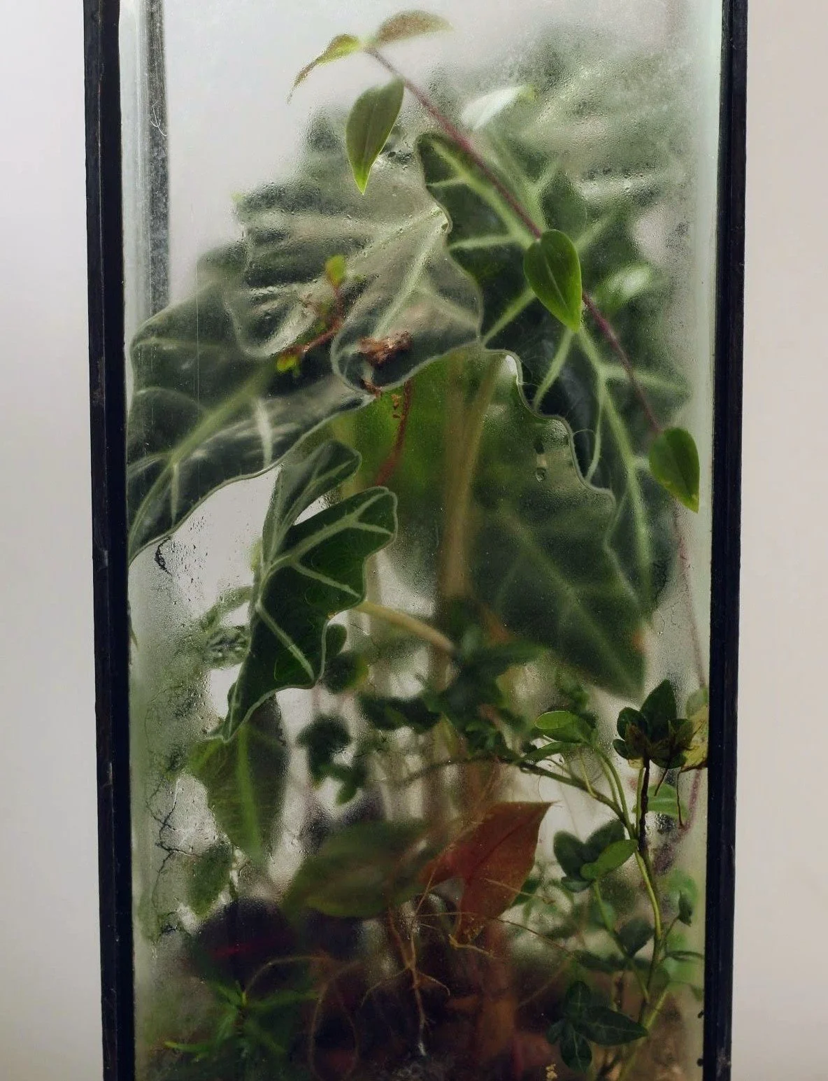 A glass terrarium on a wooden base containing layered sand and soil, with various green and patterned plants inside, set on a wooden surface with a background of green foliage.