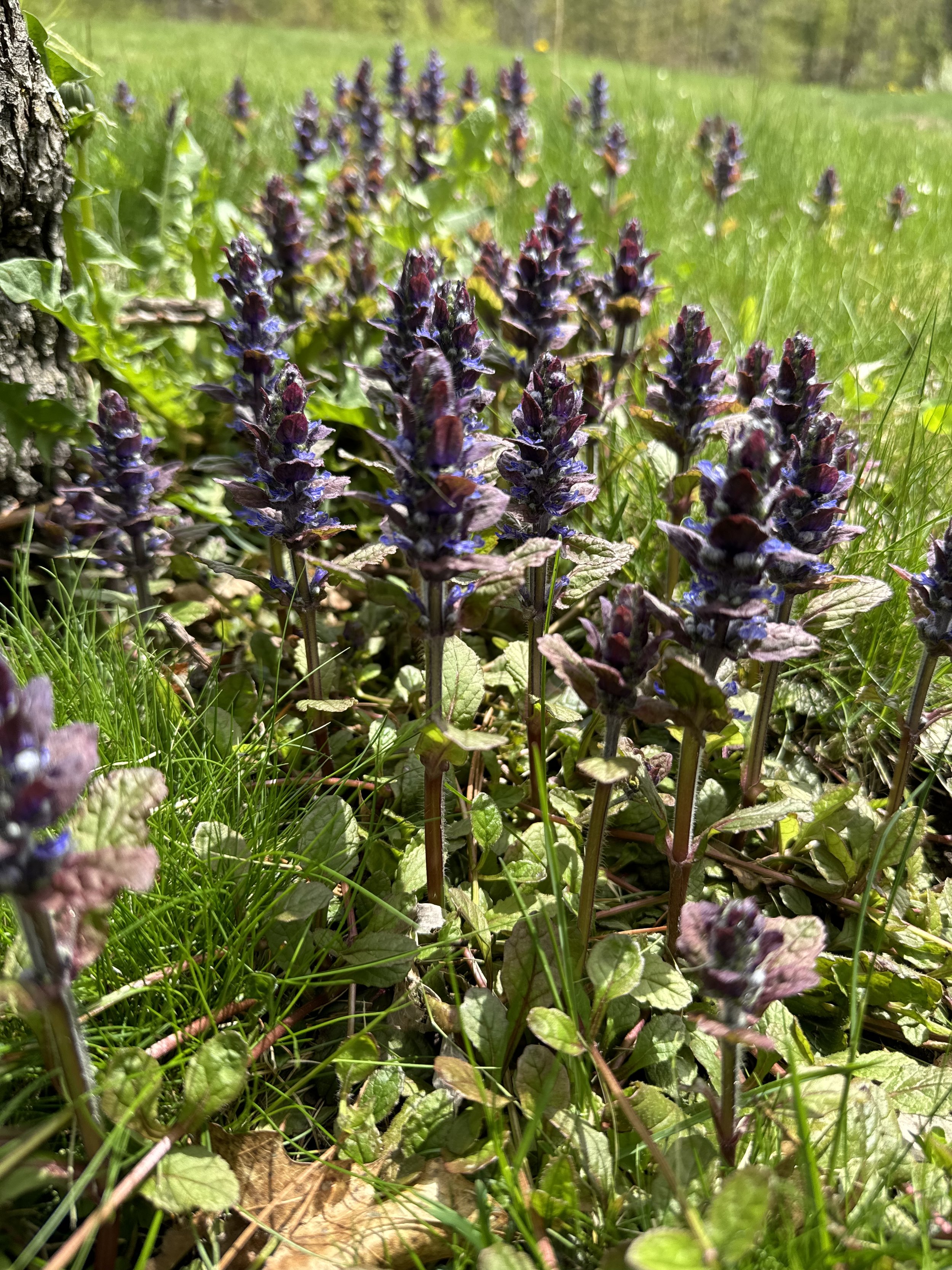 IMG_1163.jpeg