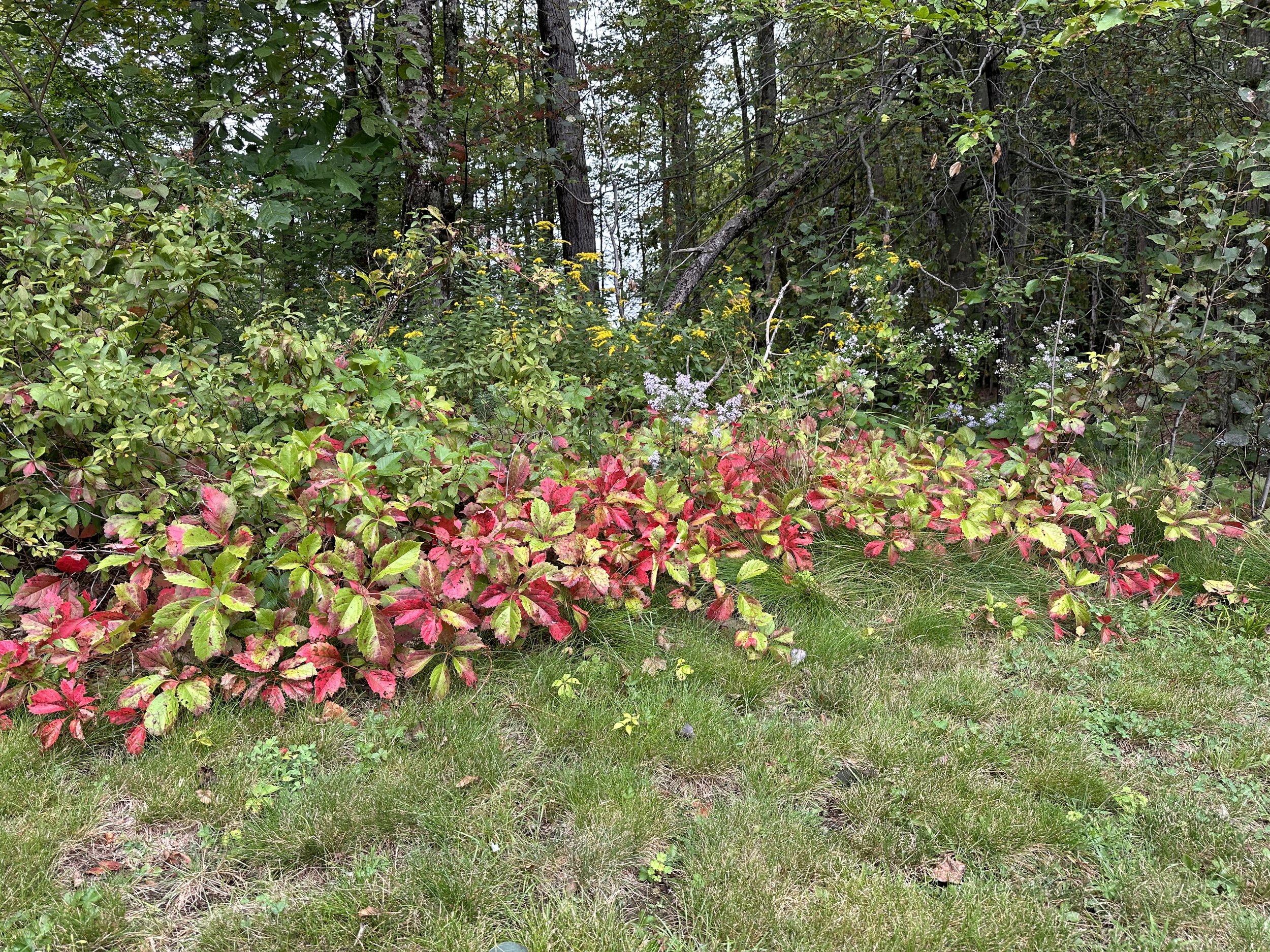 IMG_0128.jpeg