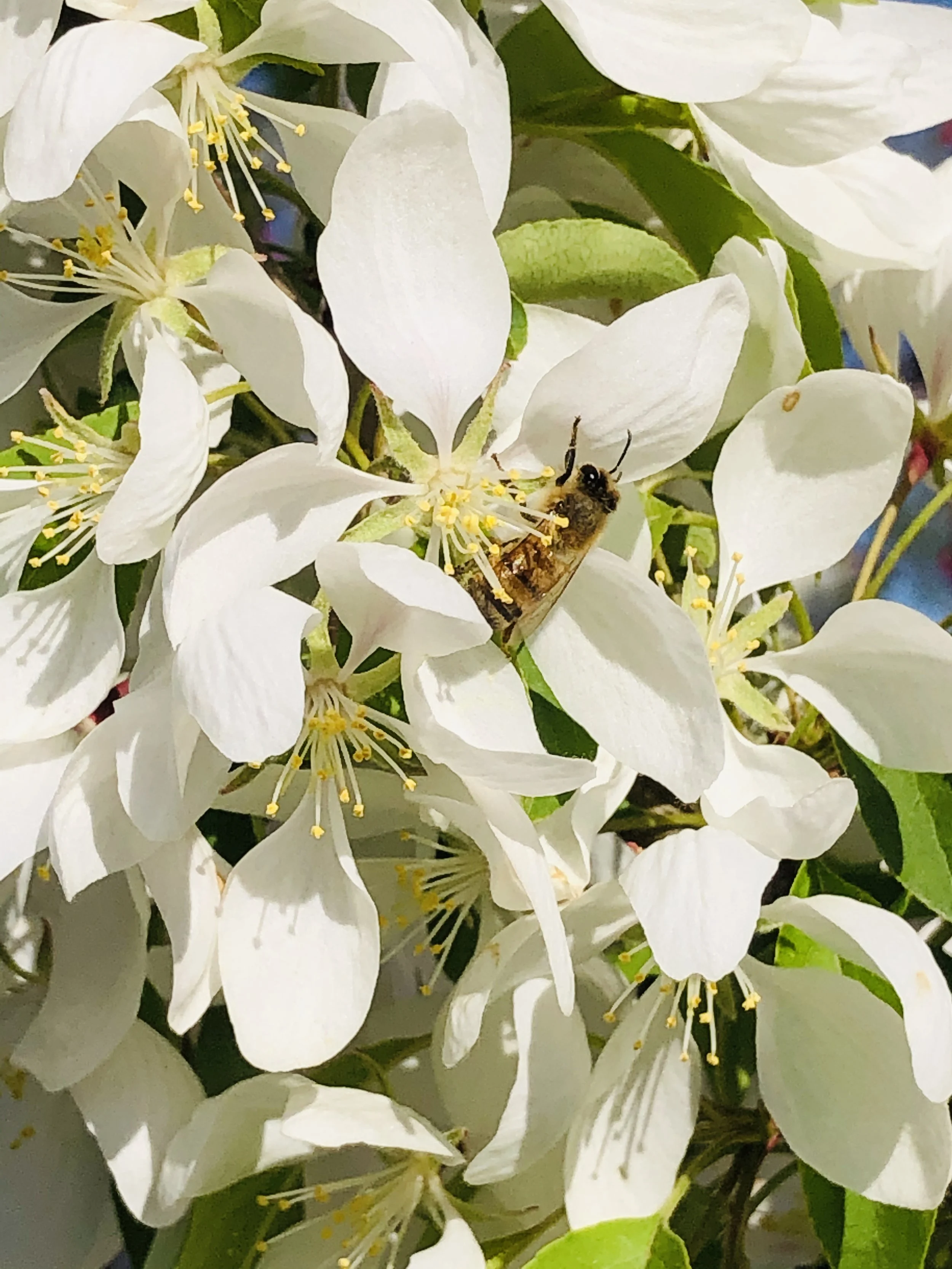‘Tis the season for crabapples