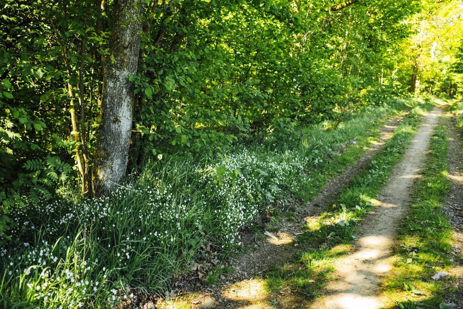 3 schöne Frühlingswanderungen im Siegerland
