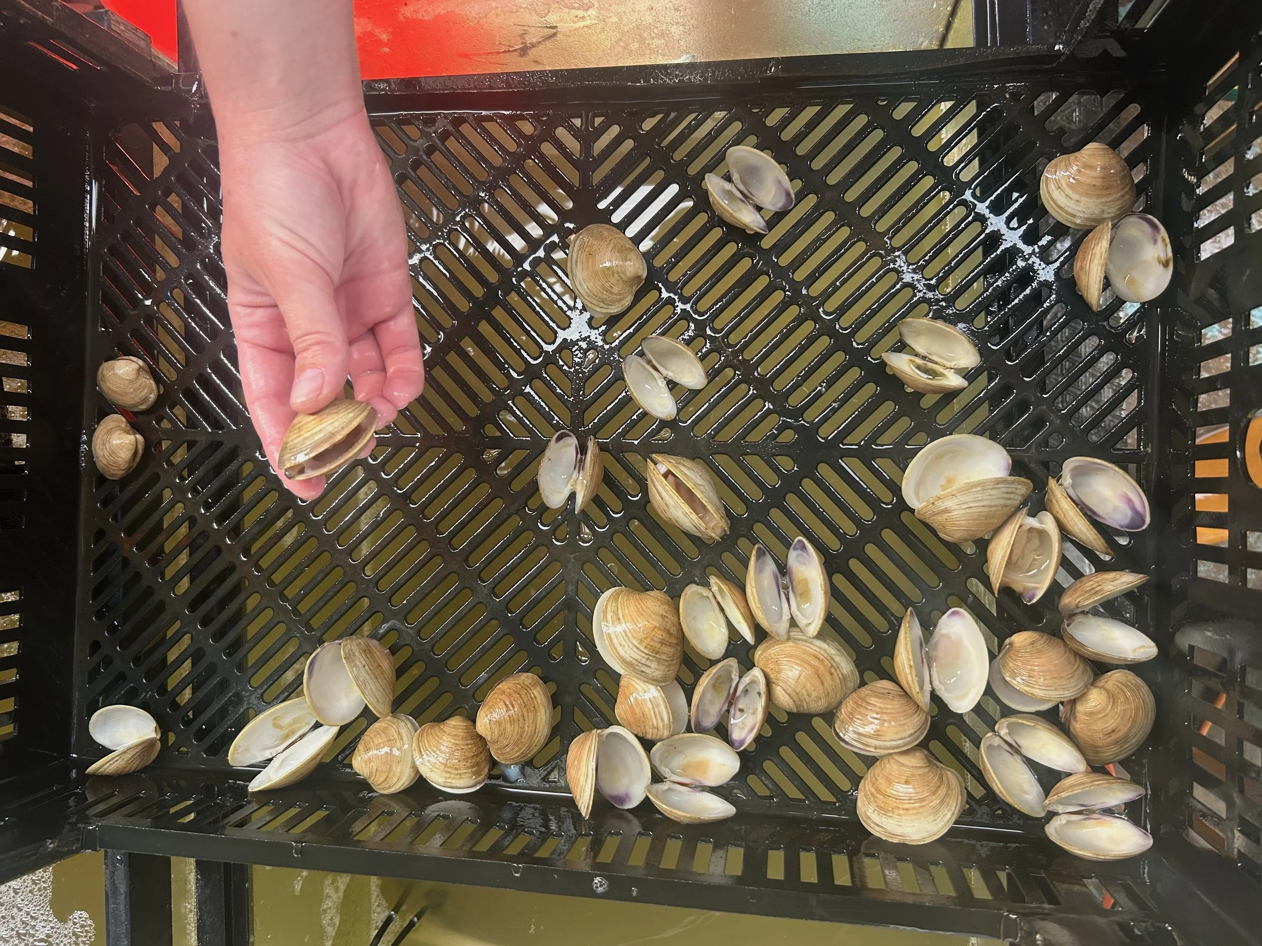 GSI continues selective breeding of heat-tolerant hard clams