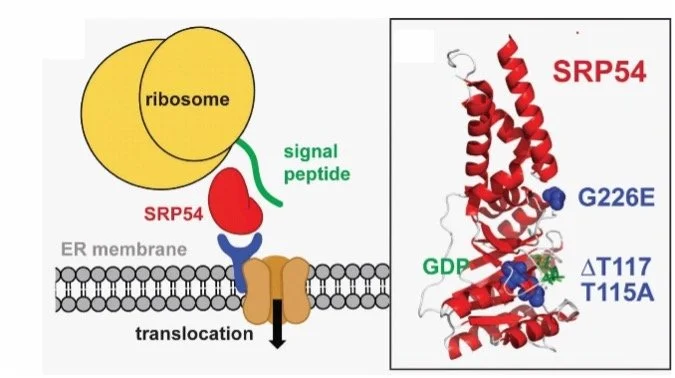SRP in Pediatric Leukemias — Bruner Lab