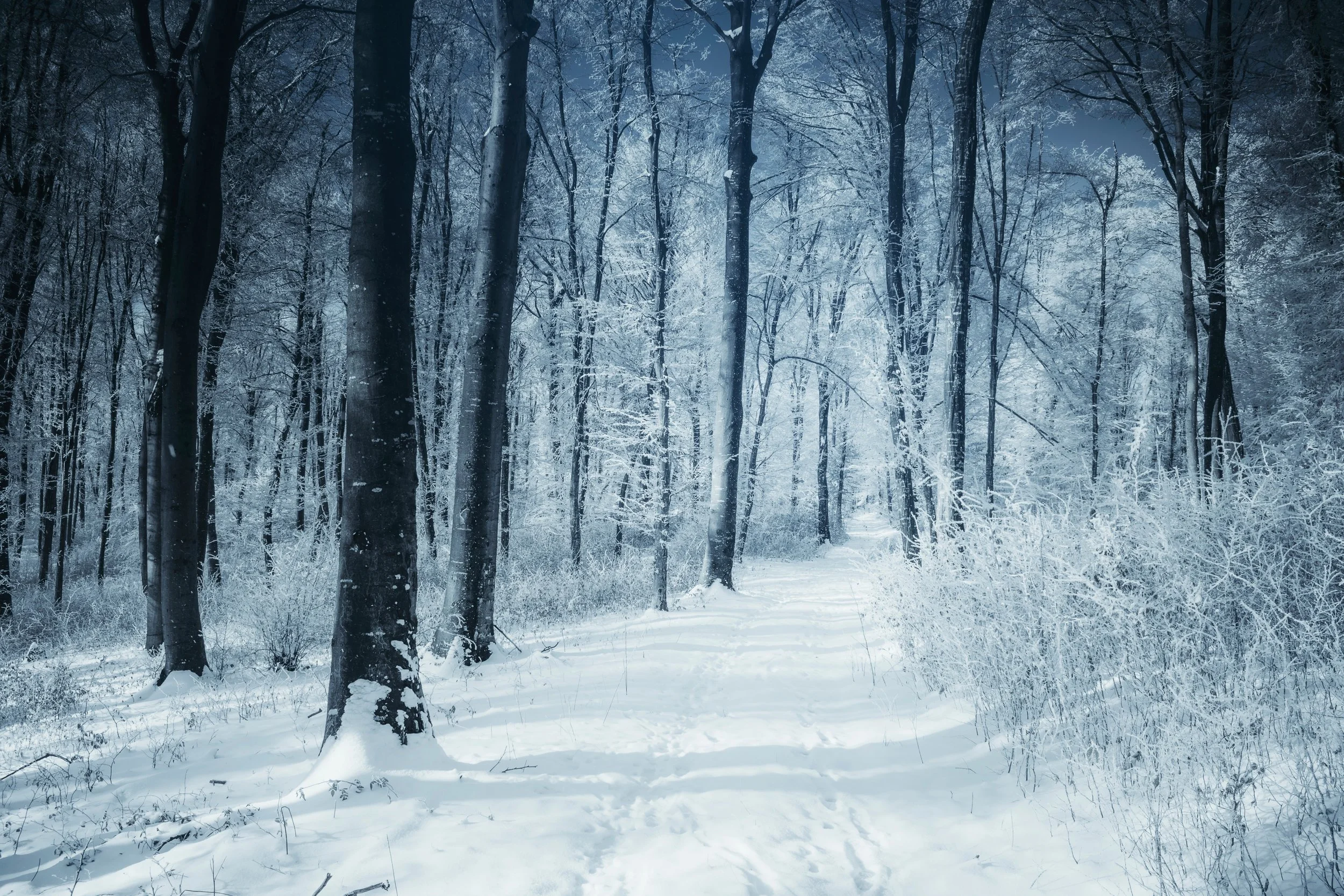 Snow-covered forest path surrounded by tall, bare trees on a winter morning. Soft blue light filters through the branches, creating a quiet, serene, and peaceful atmosphere.