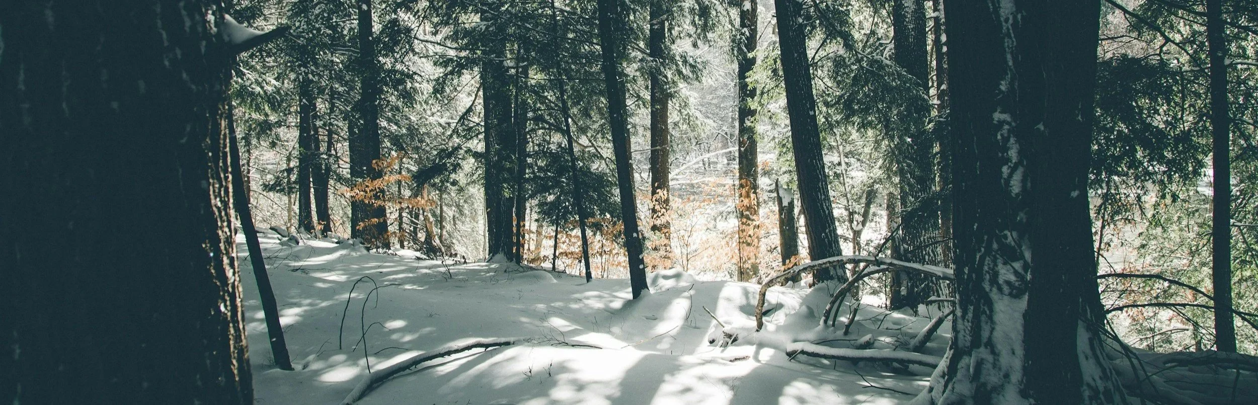Winter forest trail with soft sunlight filtering through snow-covered evergreen trees, evoking quiet strength, reflection, restoration, resilience, and nature-rooted wellbeing.