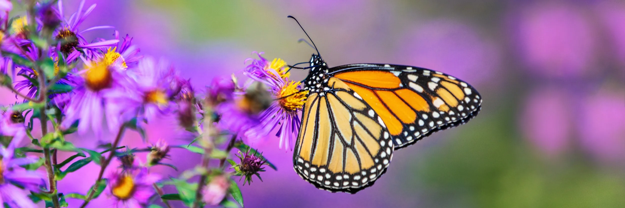Monarch butterfly landing on vibrant purple wildflowers, symbolizing gentleness, renewal, and mindful connection.