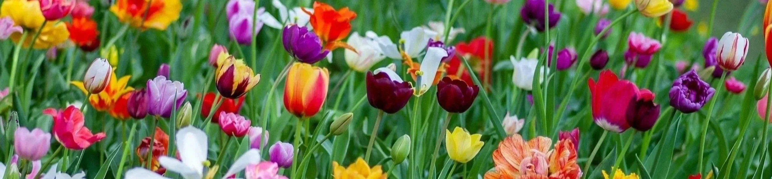 A vibrant garden of colorful tulips in various shades of pink, purple, yellow, red, orange, and white.